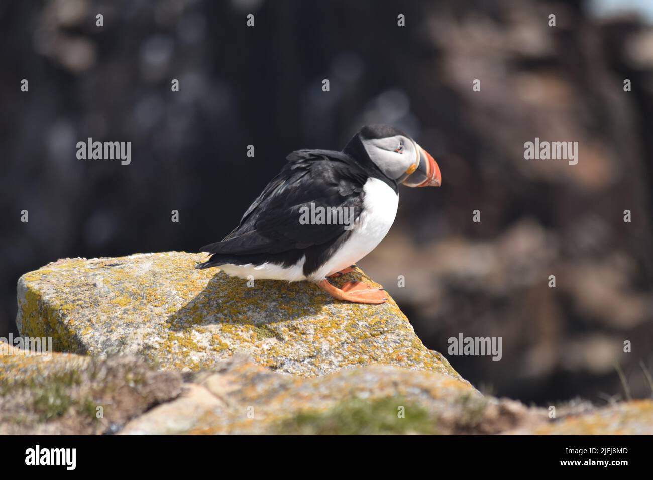 Zerzauste Papageitaucher Stockfoto