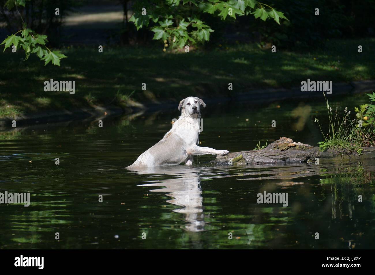 Ein Straßenhund schwimmt im Wasser und versucht Vögel zu fangen, die ihm weglaufen Stockfoto