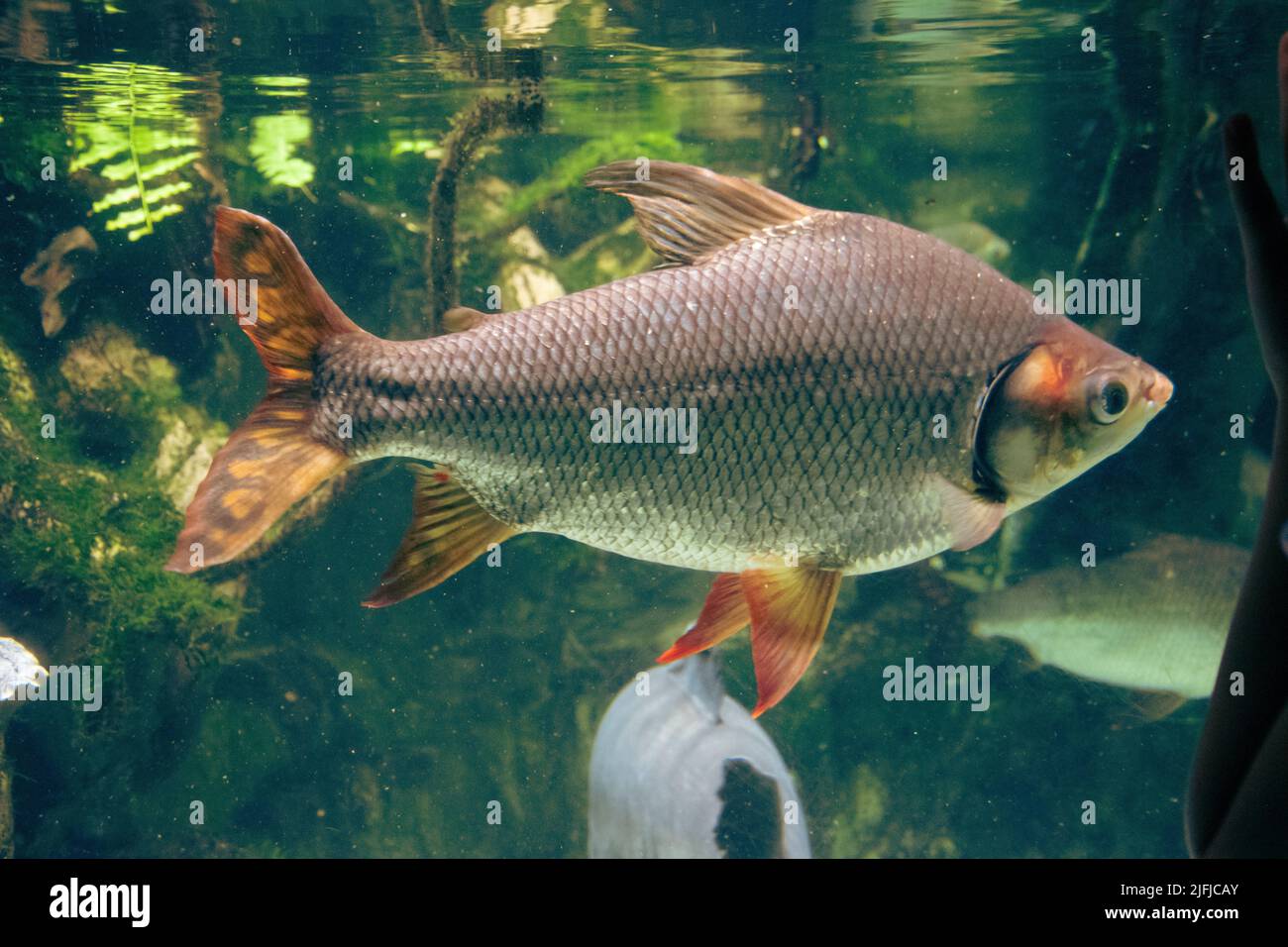 Nahaufnahme einer Alufolie in einem Aquarium mit der Oberfläche im Hintergrund. Stockfoto