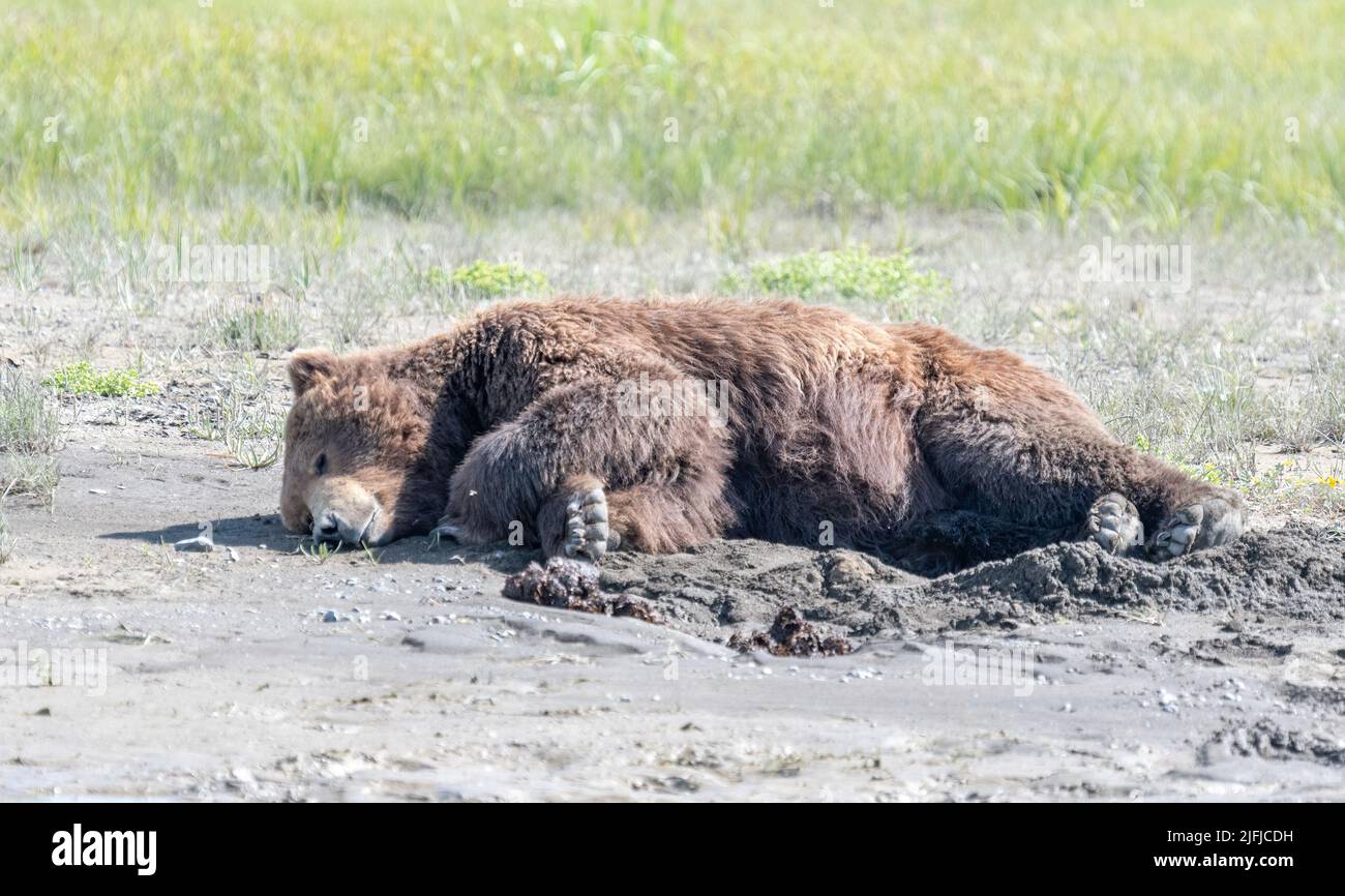 Alaska Coastal Brown Bear (Ursus arctos) Hallo Bay Katmai National Park, Alaska, USA Stockfoto