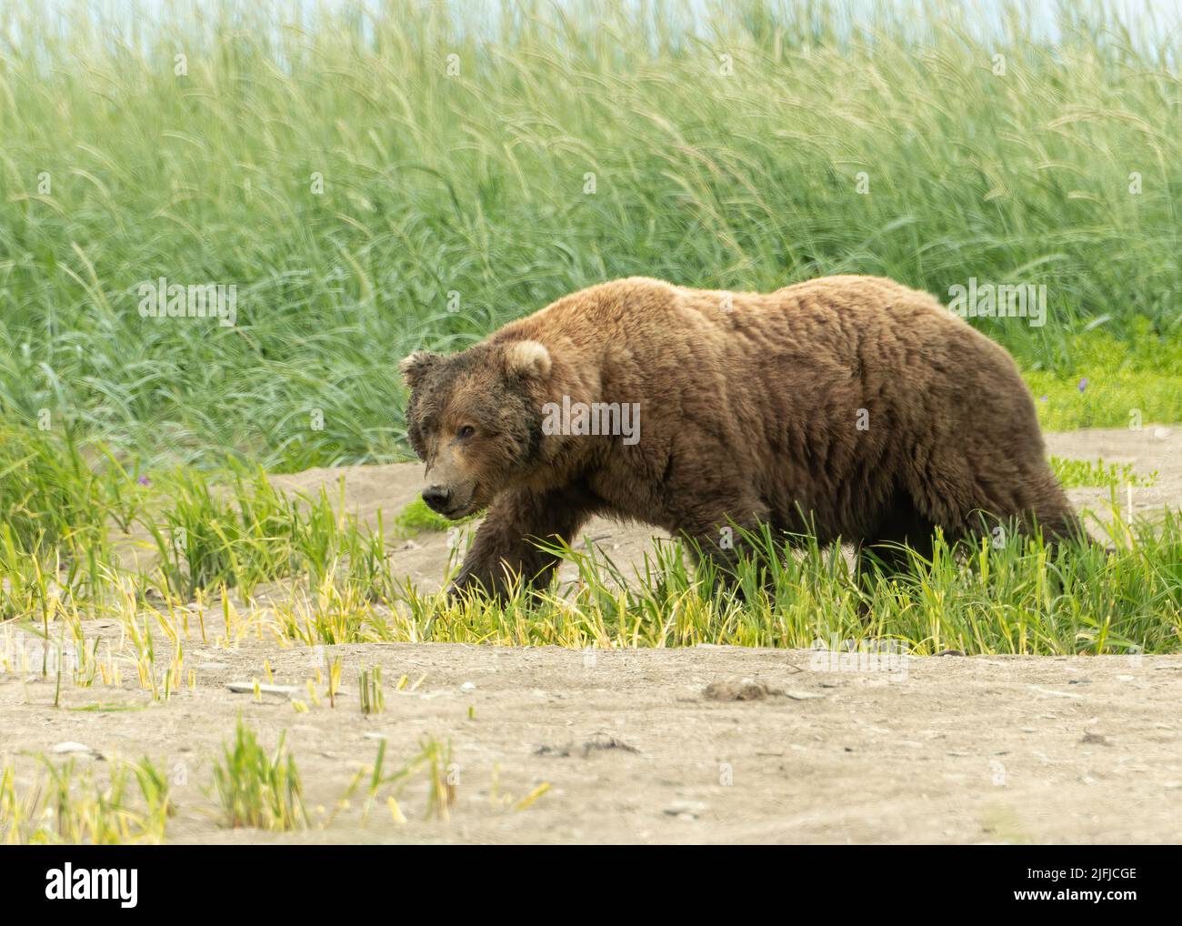 Alaska Coastal Brown Bear (Ursus Arctos) Watts McNeil Preserve, Alaska, USA Stockfoto