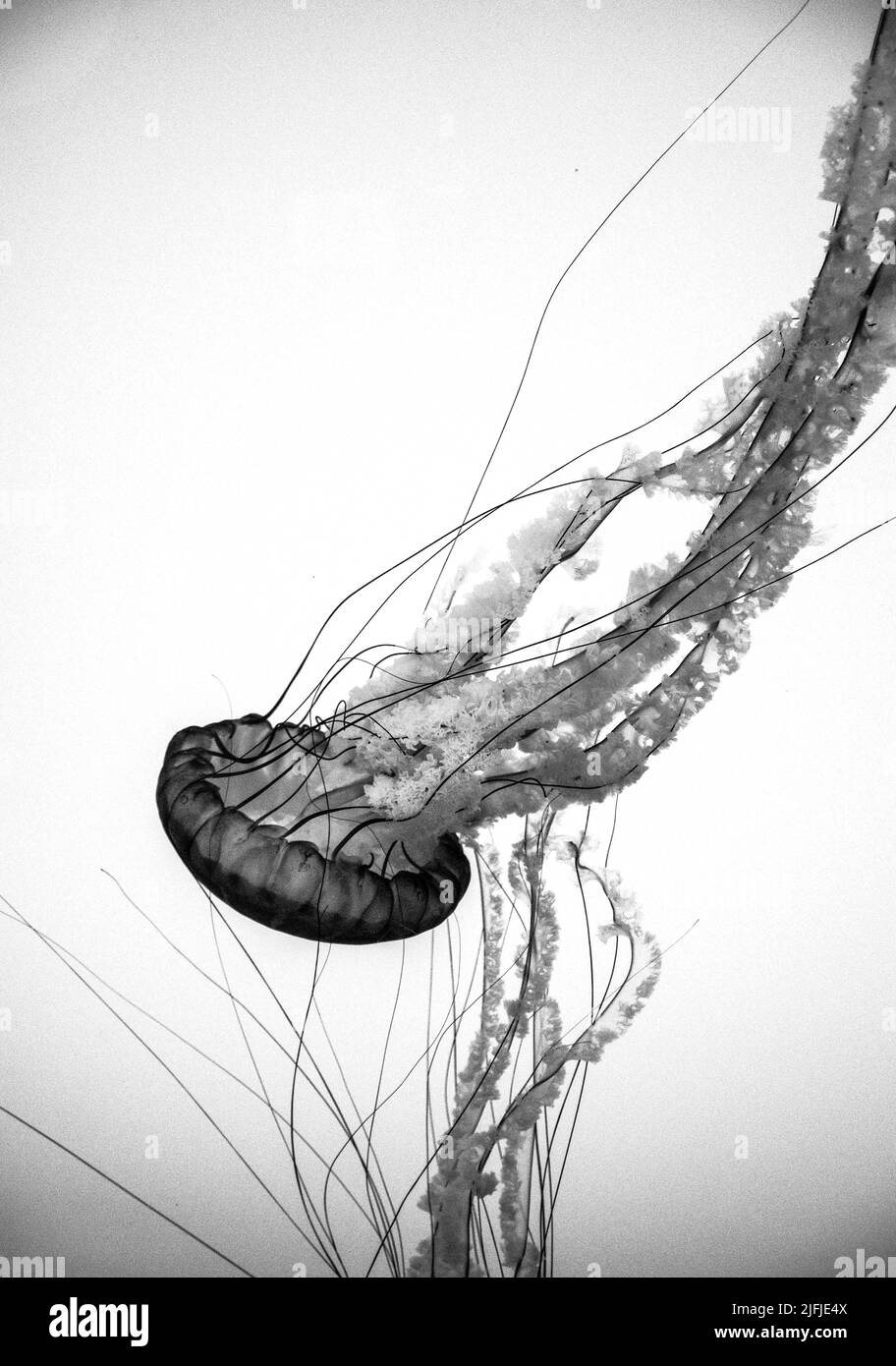 Pacific Sea Nettle Chrysaora Fuscescens) schwimmend in einem Aquarium, mit einem schwarz-weißen Filter. Stockfoto