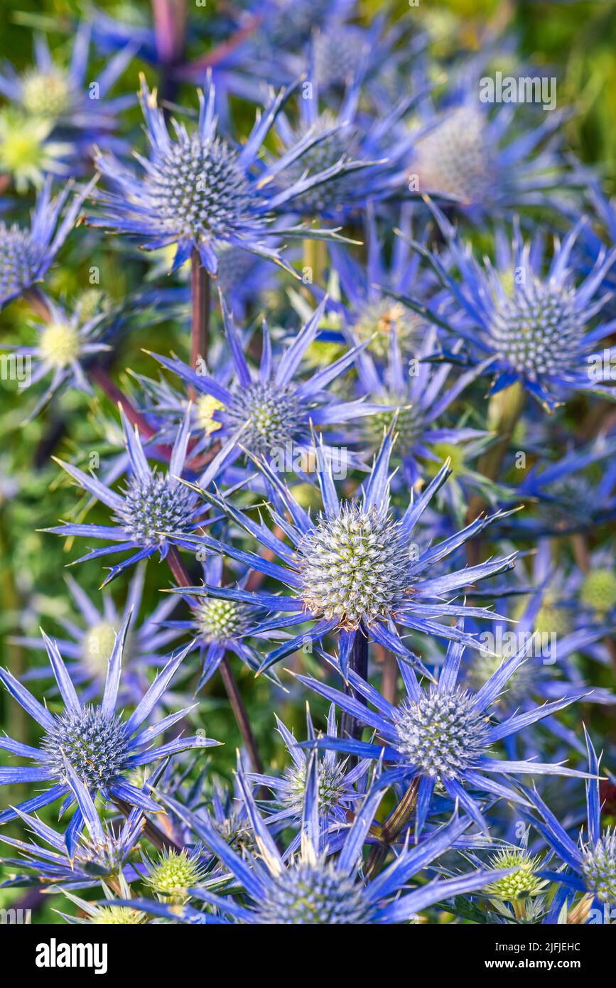Blue Hobbit, Sea Holly, Eryngium Planum Blumen Stockfoto