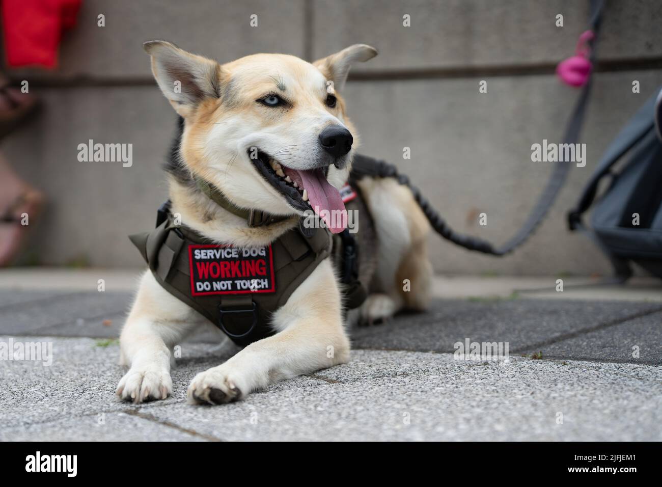 Ein dienstfersischer Hund entspannt sich im National war Memorial in Ottawa, Kanada. Stockfoto