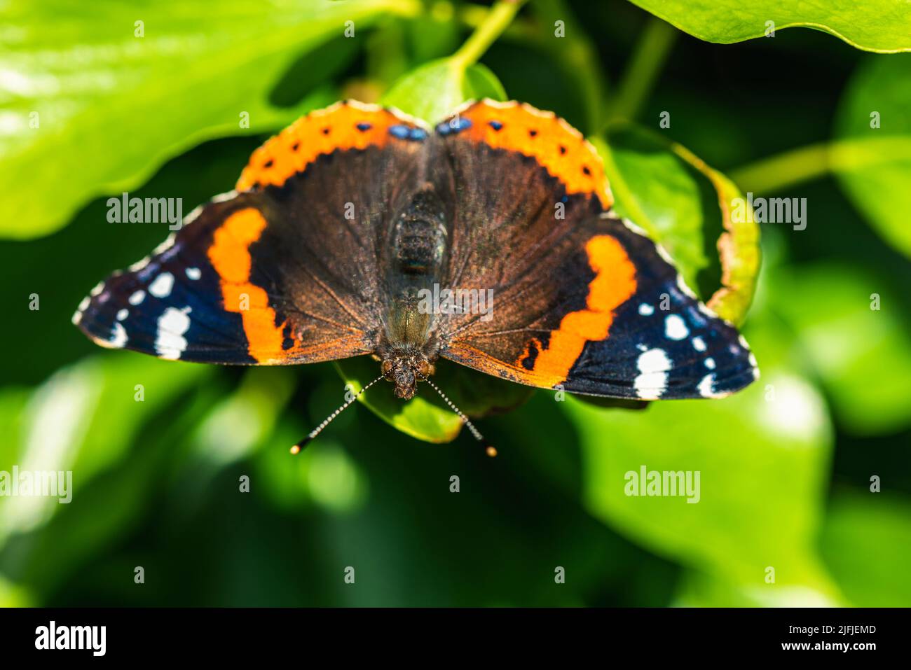 Roter Admiral, Vanessa atalanta, Schmetterling auf grünem Blatt Stockfoto