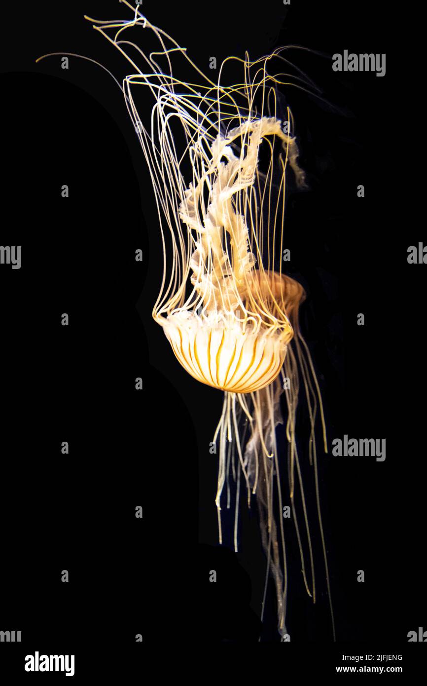 Die Atlantische Bucht-Brennnessel (Chrysaora Chesapeakei) schwimmt in einem Aquarium, wobei sich dünne, lange Tentakeln mit anderen Quallen verwickeln. Stockfoto