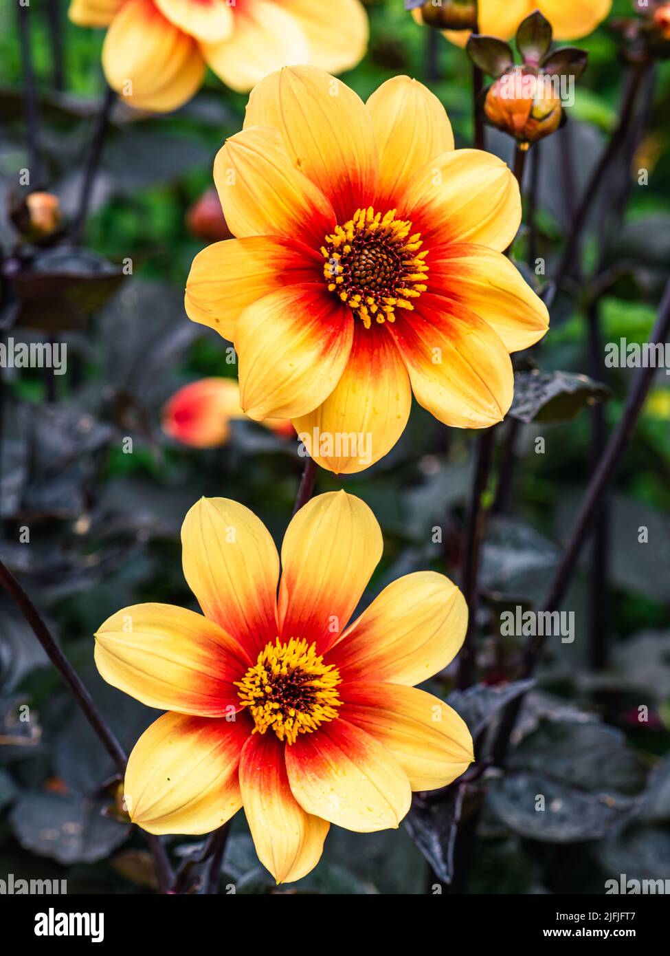 Dahlia Sunshine, Dahlia Yellow und Orange Flowers Stockfoto