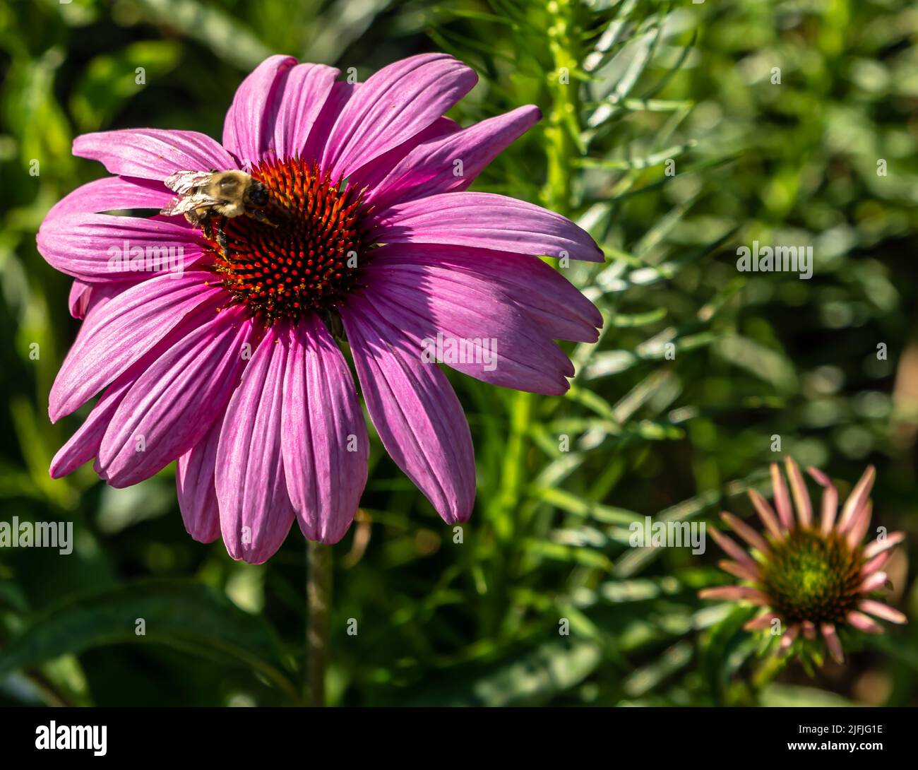 An einem sonnigen Sommertag blüht eine Biene auf einem violetten Kegel im Mellon Park in Pittsburgh, Pennsylvania, USA Stockfoto