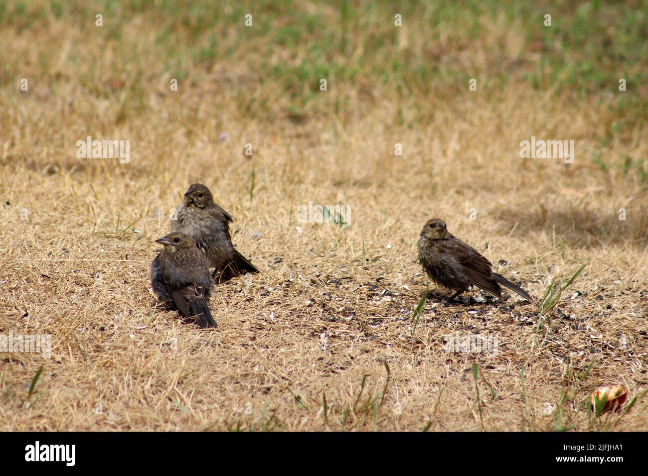 Rufus sided towhee Fledglings warten auf einen Elternteil zu kommen füttern sie Stockfoto