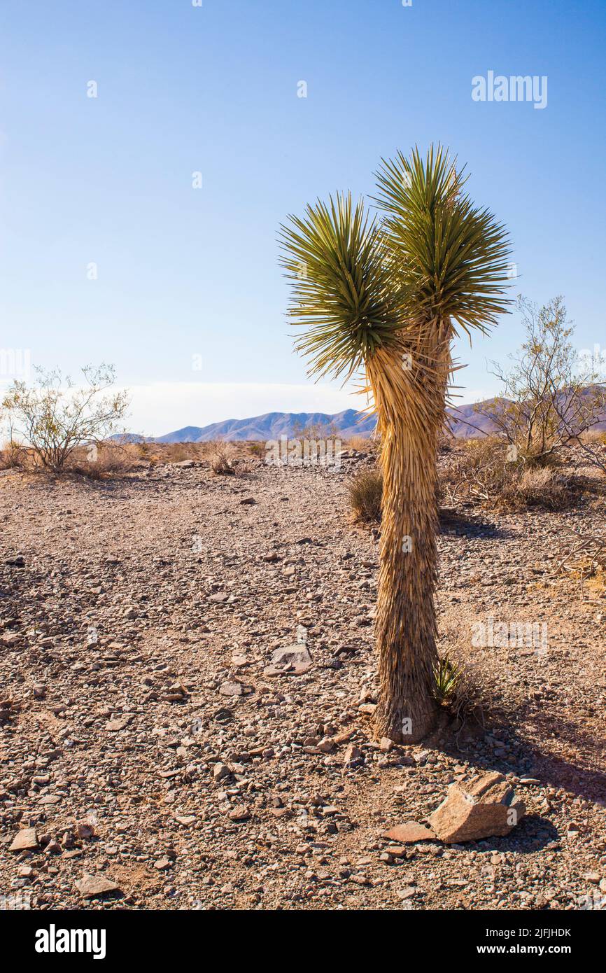 Kaktuspflanze wüste südwestlich der USA Stockfoto