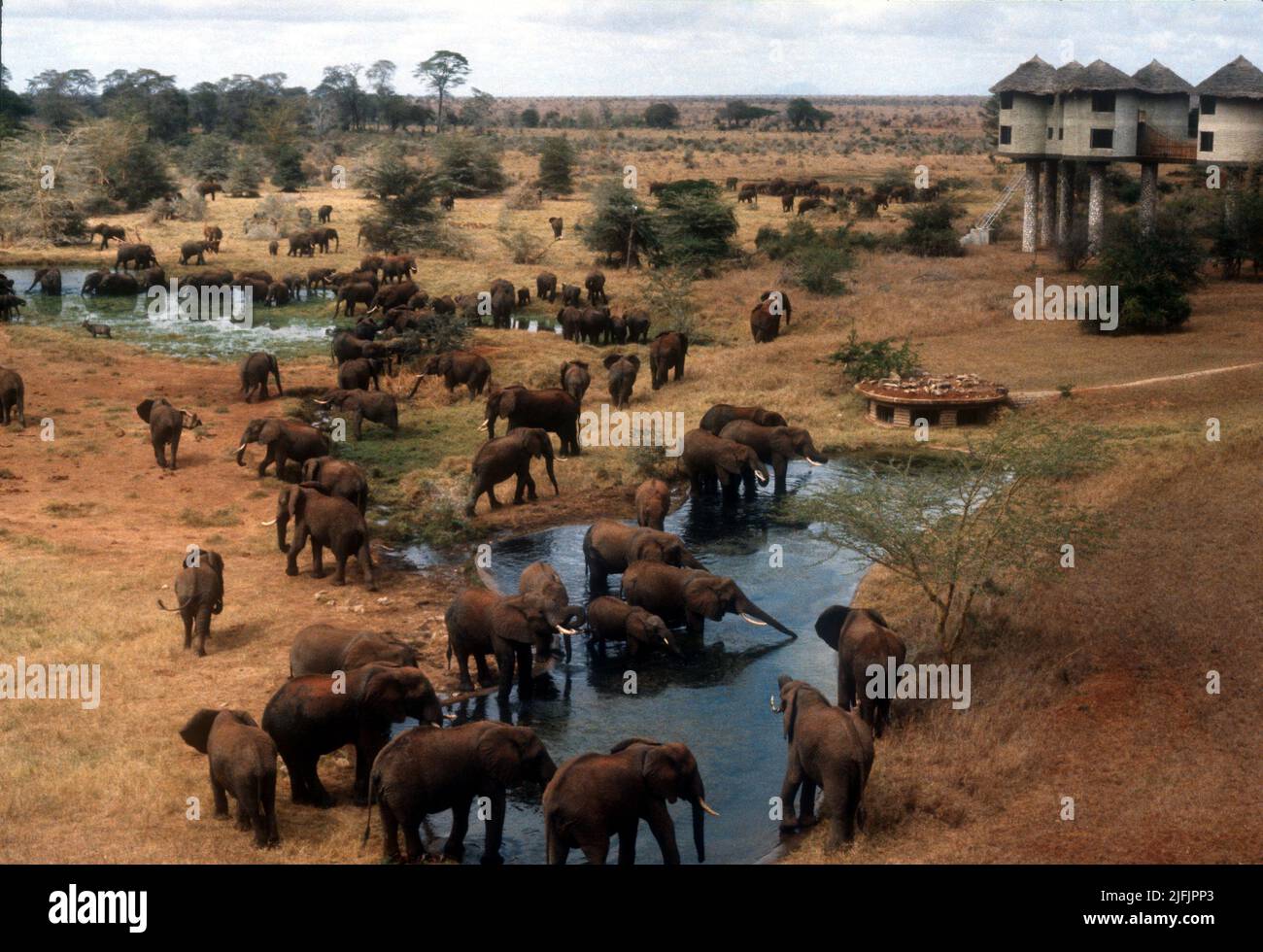 Elefanten in der Salt Lick Lodge, Taita Hills, Kenia, 1970s Stockfoto