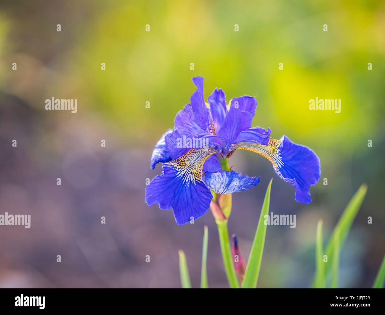 Schöne blaue Blüten der sibirischen Iris im Frühlingsgarten. Iris sibirica blüht auf der Wiese. Die Koloful Sibirische Iris eine mehrjährige Pflanze mit purpl Stockfoto