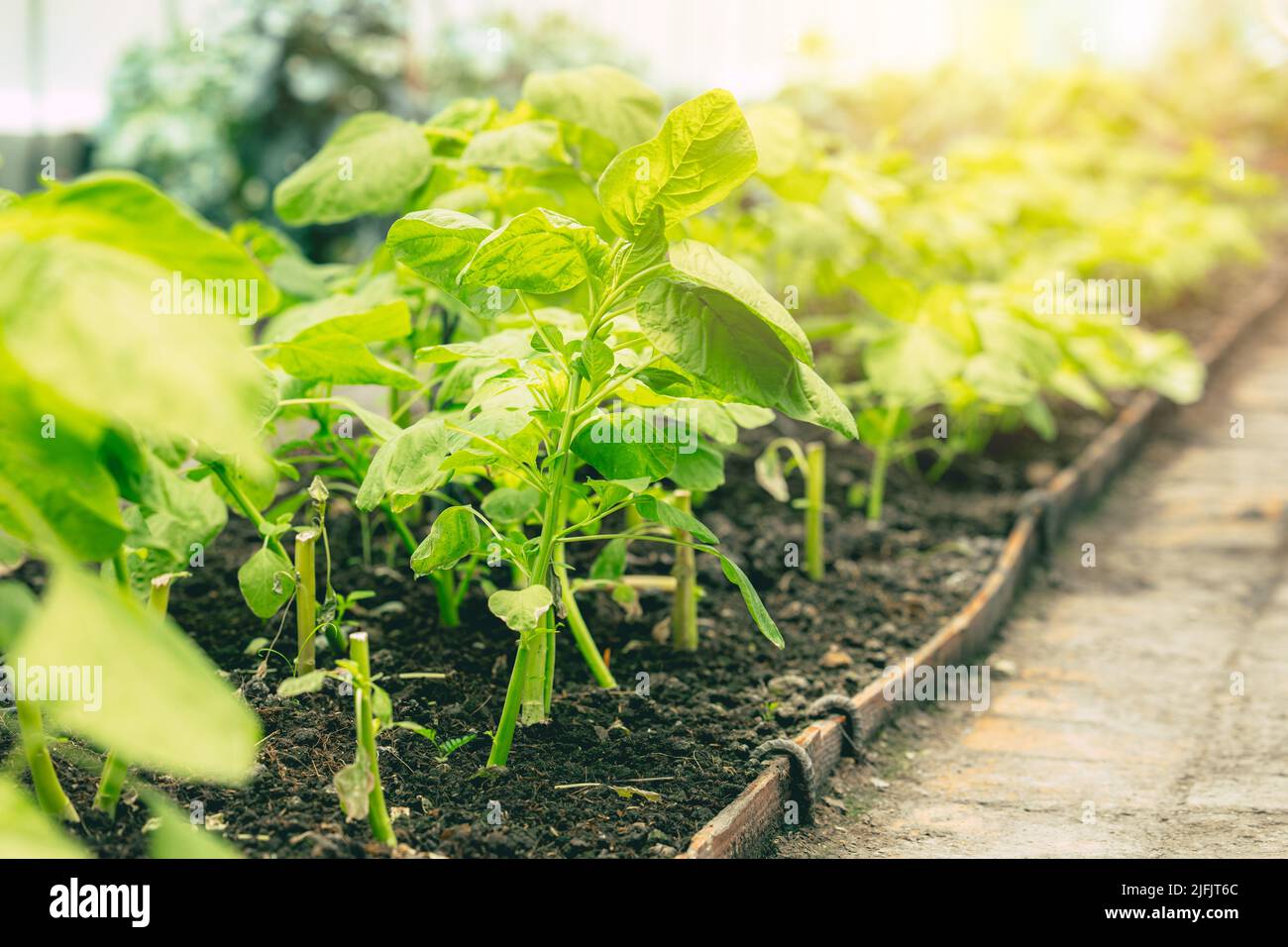 Nahaufnahme grüner Gemüsepflanzenbaum in der Landwirtschaft Bauernhof für die Landwirtschaft Hintergrund. Stockfoto