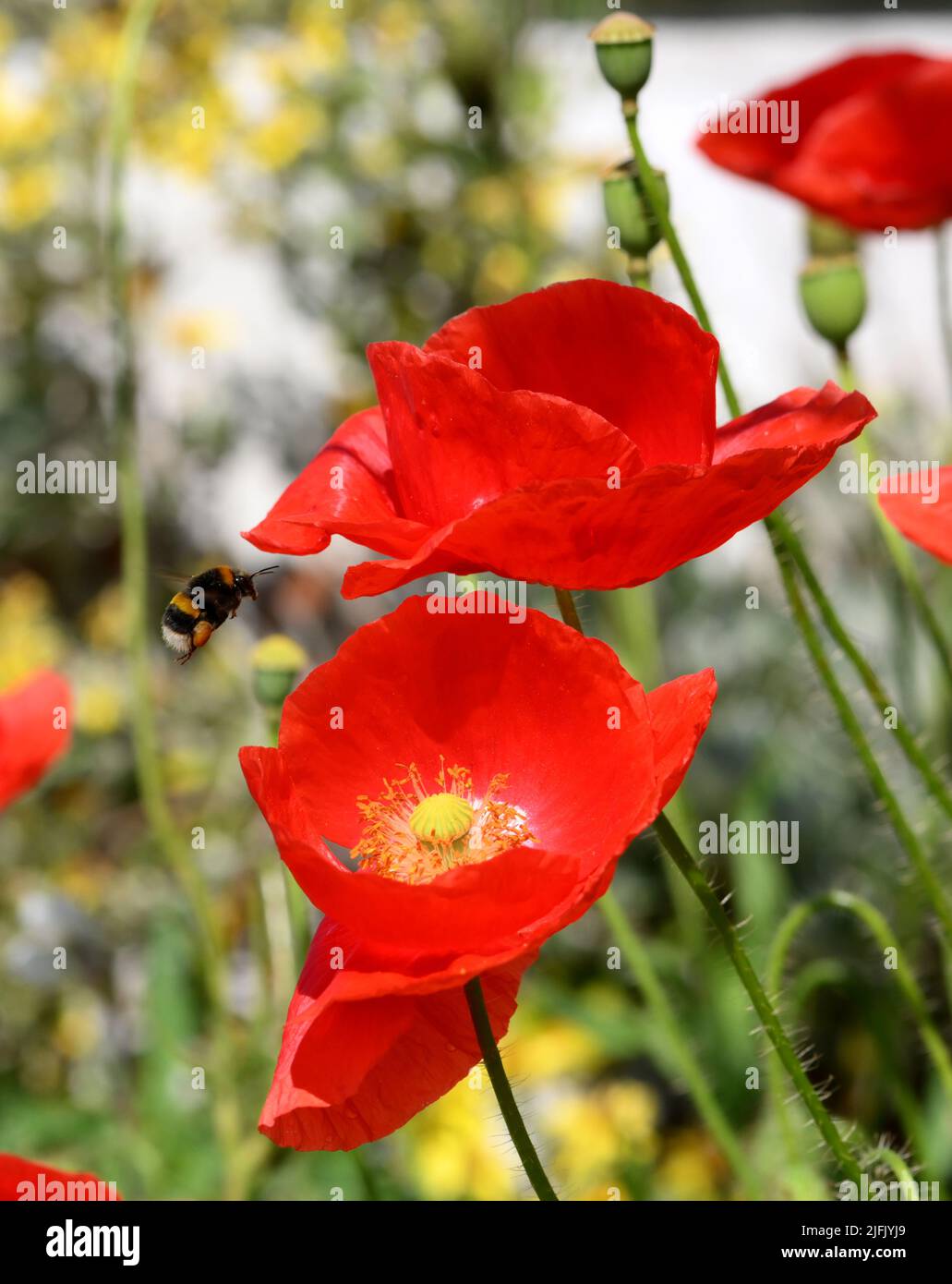 Bumble Bee im Flug, schwebt über Mohnblumen, die im Wind flattern. Insekten wie Bienen werden durch die helle Farbe und den Nektar angezogen. Stockfoto
