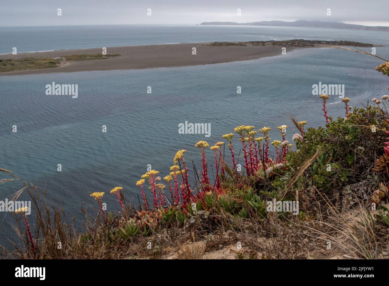 Wild Bluff Salat (Dudleya farinosa)eine Sukulente, die eine wunderschöne Wildblume hervorbringt, die entlang der Küstenklippen über dem Pazifischen Ozean in Kalifornien wächst. Stockfoto