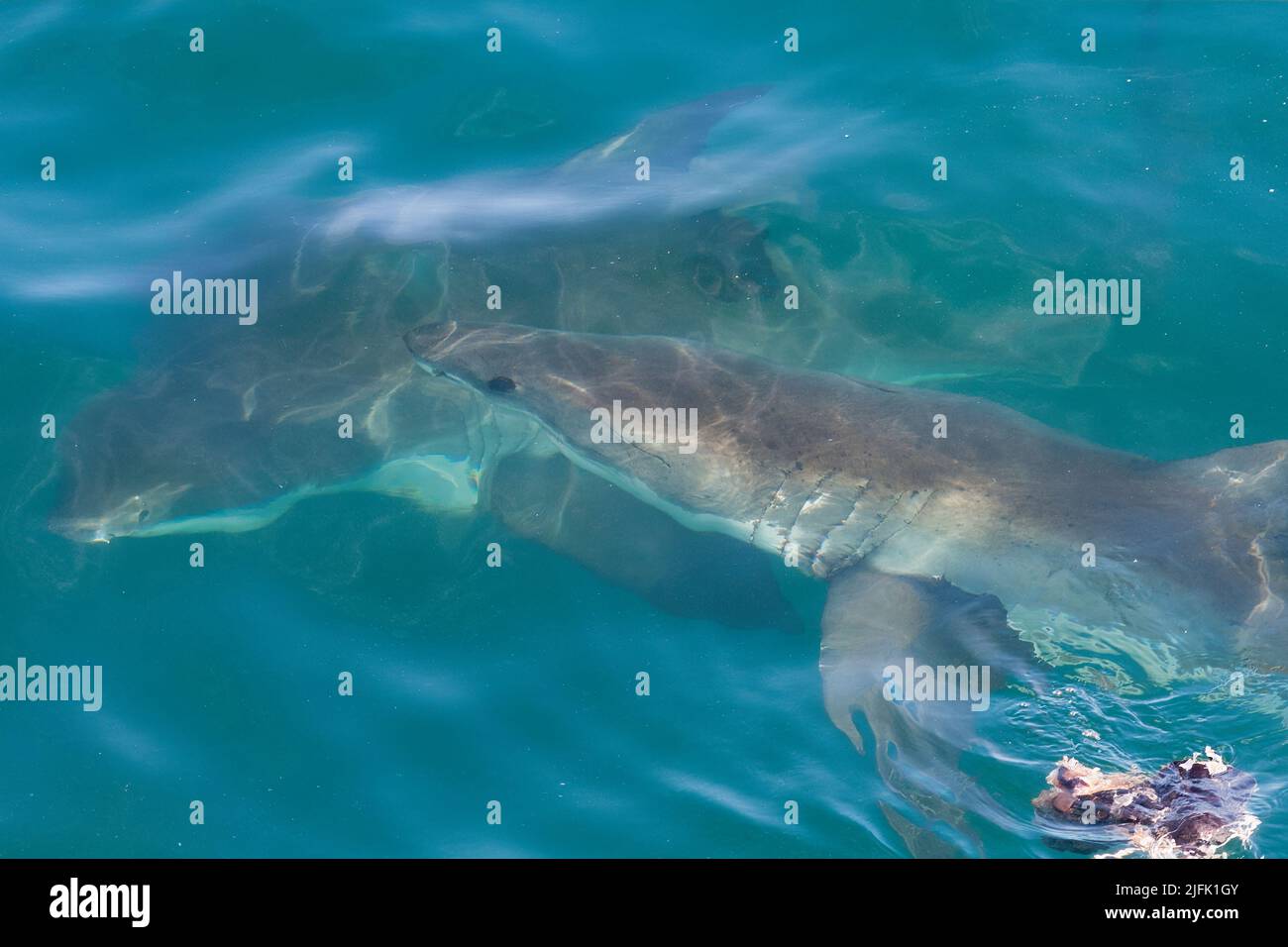 Einzigartiges Bild von zwei großen weißen Haien, die nahe beieinander schwimmen, direkt unter der Meeresoberfläche. Gansbaai, westliches Kap, Südafrika Stockfoto