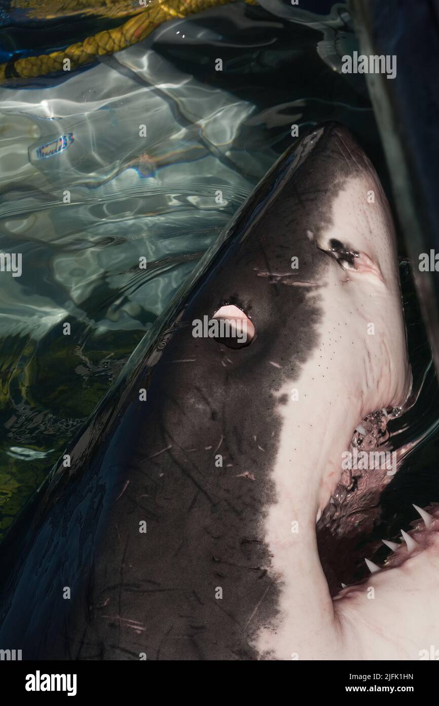 Der mächtige Kopf eines Weißen Hais (Carcharodon carcharias) taucht aus dem Ozean vor der Küste von Gansbaai, Südafrika, hervor. In freier Wildbahn. Stockfoto