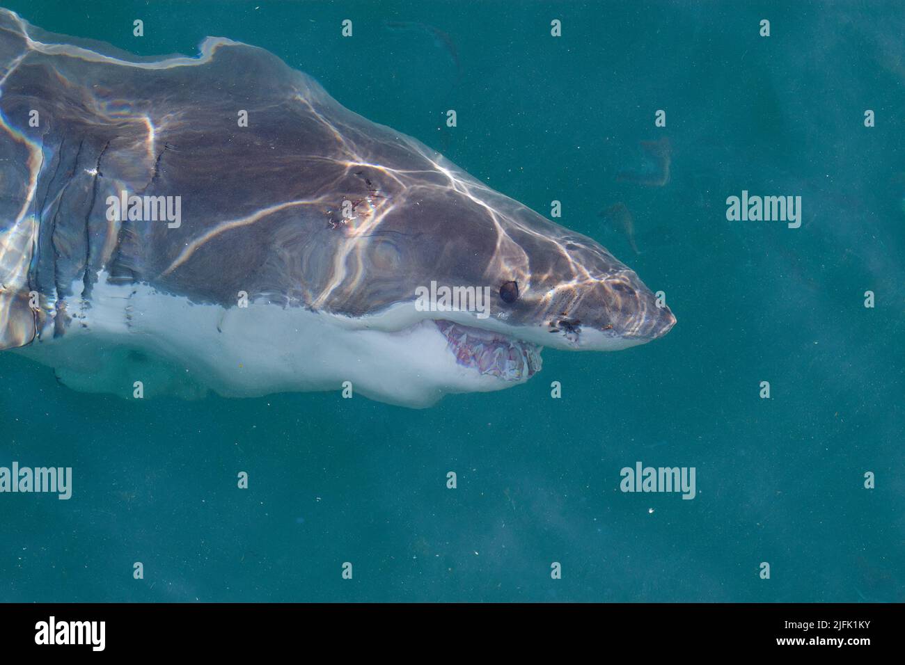 Eine klare Sicht auf einen Weißen Hai, der direkt unter der Meeresoberfläche schwimmend ist. Gansbaai, Westkap, Südafrika Stockfoto