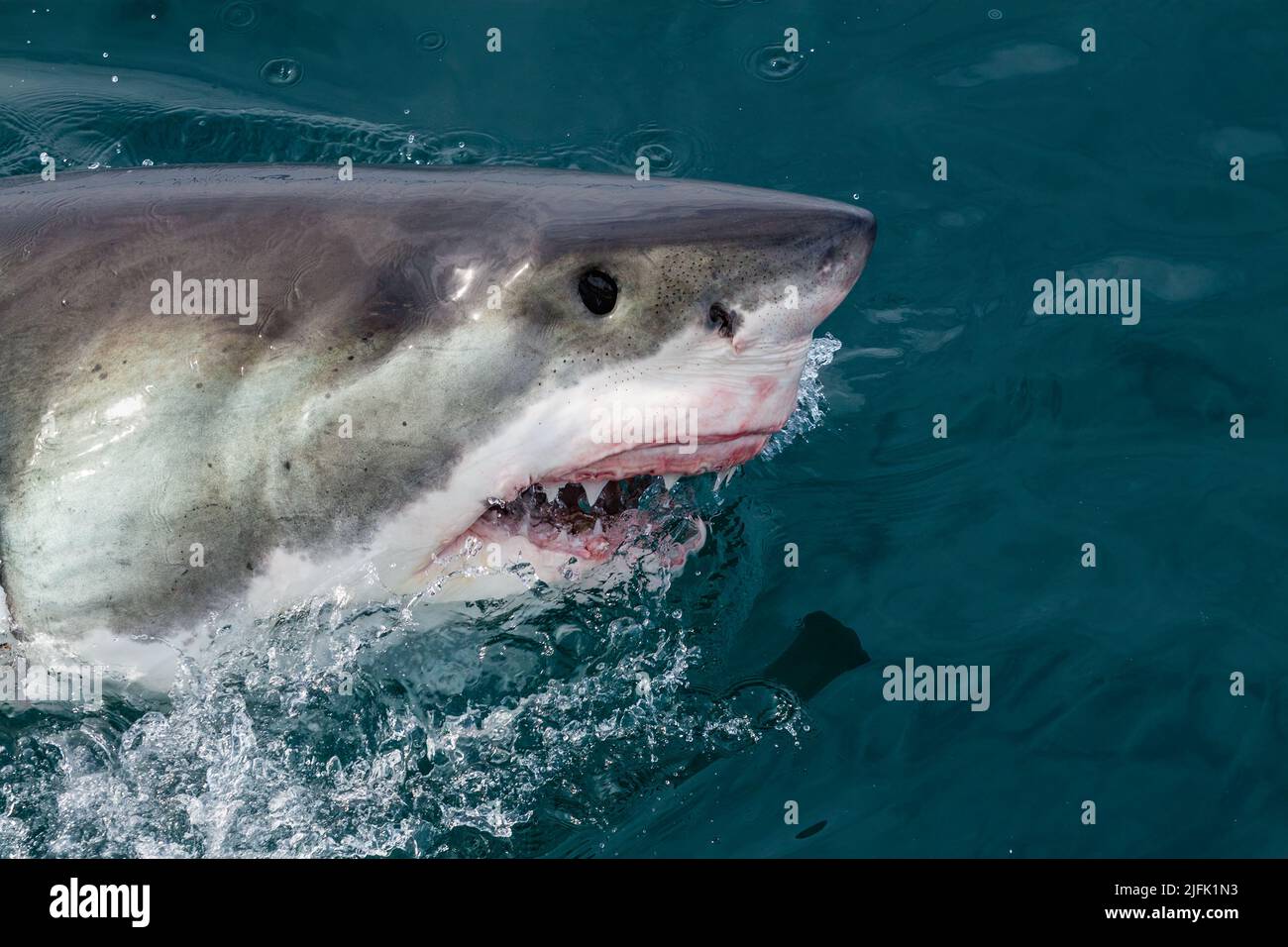 Ein großer weißer Hai, der in einer räuberischen Bewegung schnell aus dem Wasser schlingt und seine Zähne freilegt. Gansbaai, Westkap, Südafrika Stockfoto