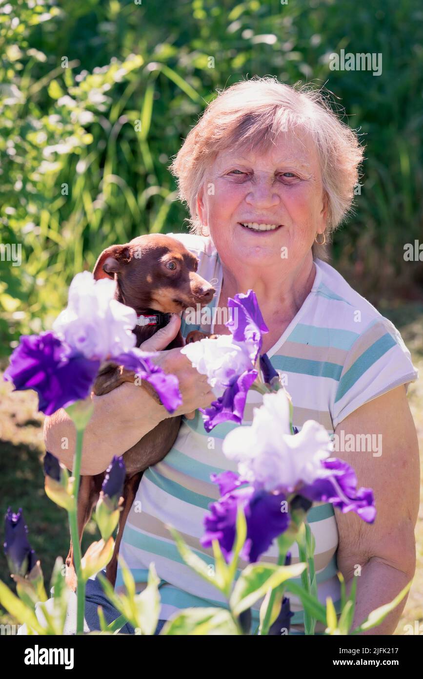 Porträt einer älteren Frau mit einem rassierteren Hund in den Armen im Freien in der Nähe von Irisblumen. Stockfoto