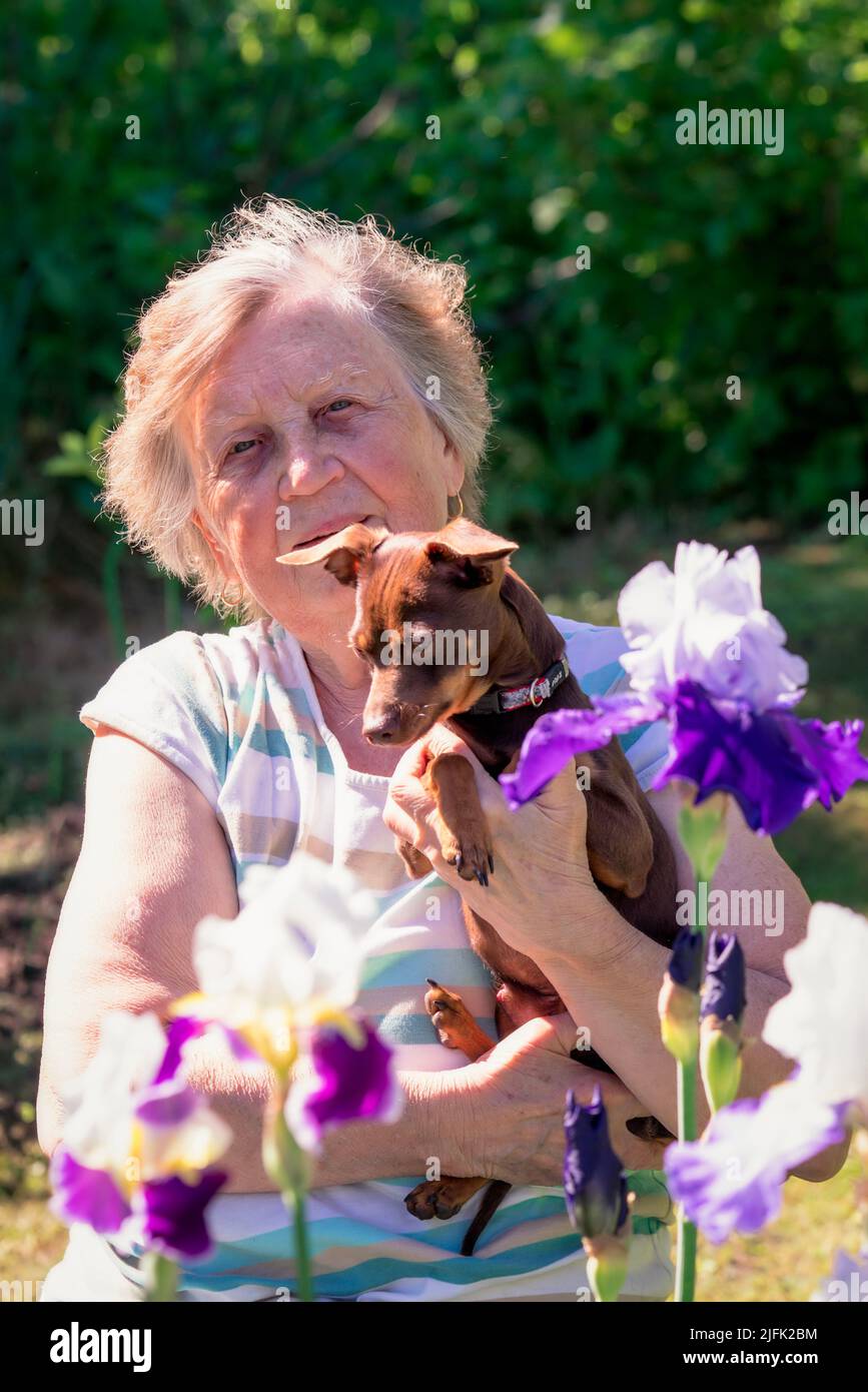 Porträt einer älteren Frau mit einem rassierteren Hund in den Armen im Freien in der Nähe von Irisblumen. Stockfoto