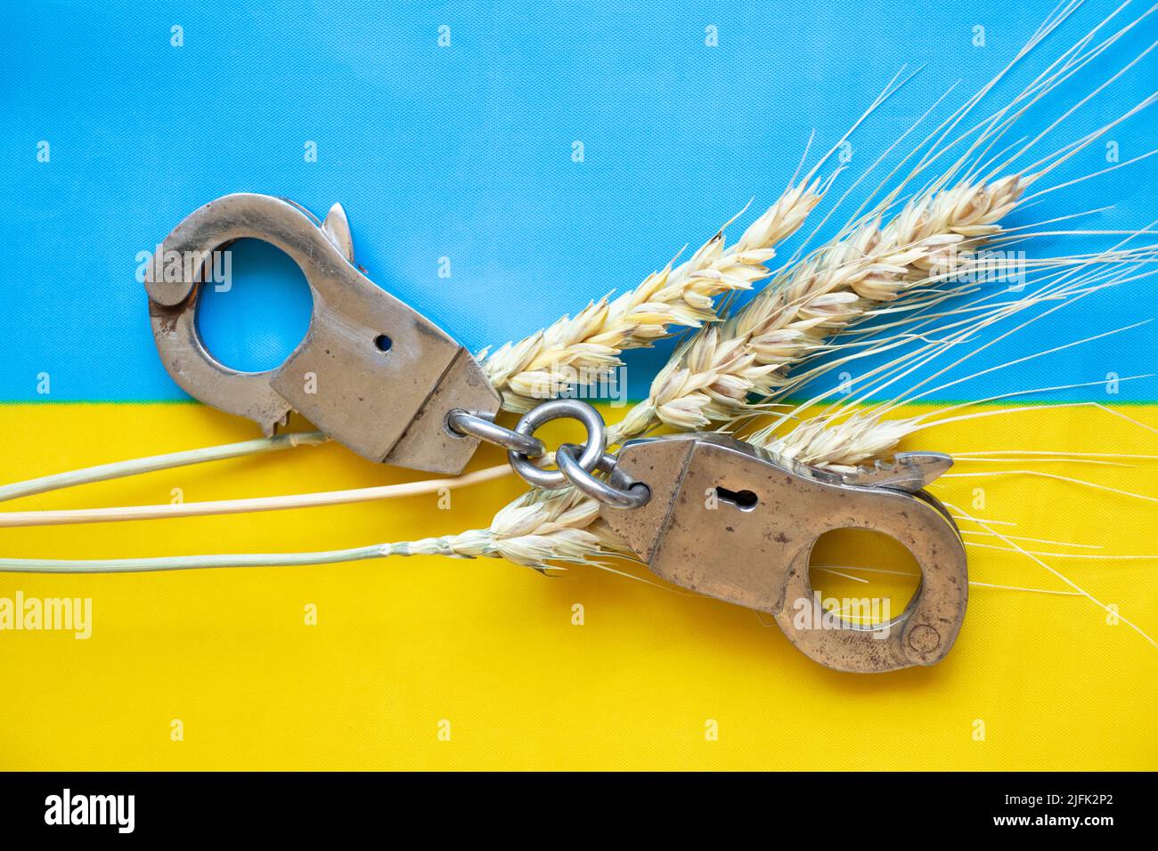 Ukrainisches Getreide und Handschellen liegen auf der Flagge der Ukraine, Gesetze und Getreidediebstahl während des Krieges durch Russland Stockfoto