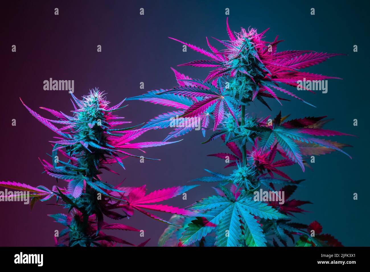 Medizinische Marihuanasträucher mit verschiedenen Arten von Varietät Stamm Indica und Sativa. Marihuanapflanzen in violettem Neon gefärbt. Cannabispflanzen Sorte Co Stockfoto