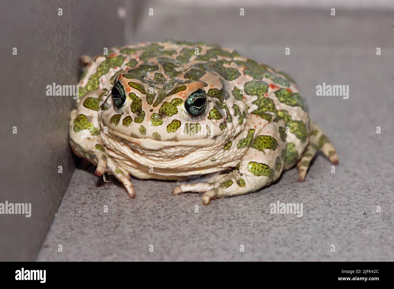 Großer Hässlicher Frosch Gemeinsamer Europäischer Krötenbufo Stockfoto