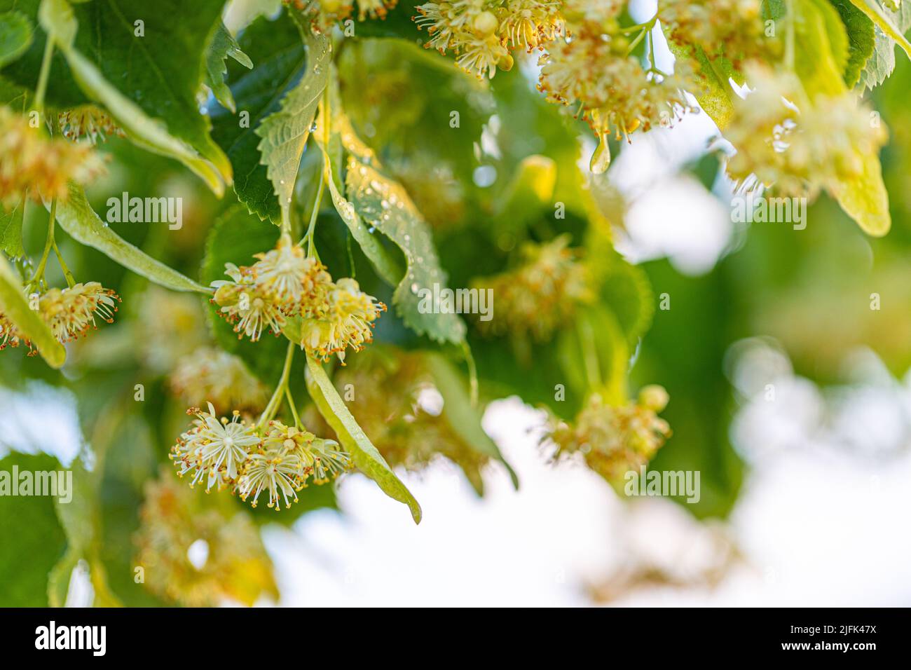 Linden, Linde blühen im Sommer mit grünen Blättern auf einem Baum Stockfoto