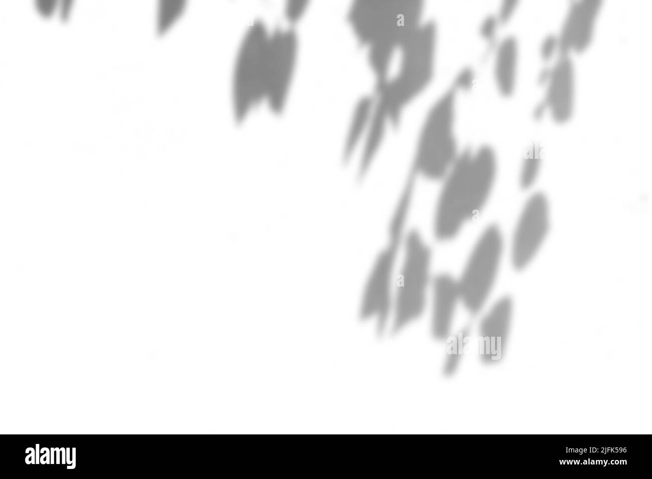 Schatten der Blattüberlagerung auf weißem Texturhintergrund. Zur dekorativen Produktpräsentation. Stockfoto