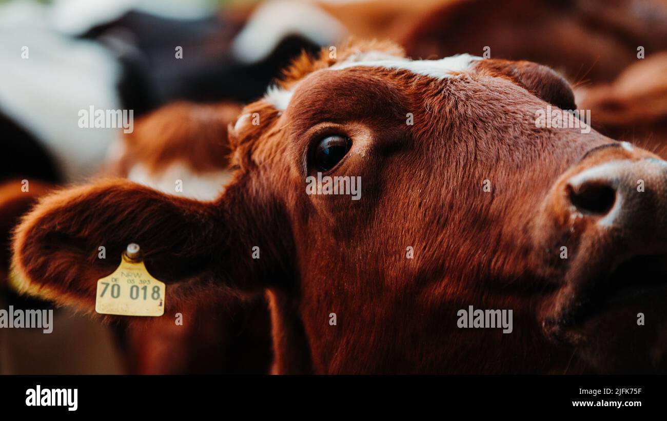 Nahaufnahme einer Kuh Stockfoto