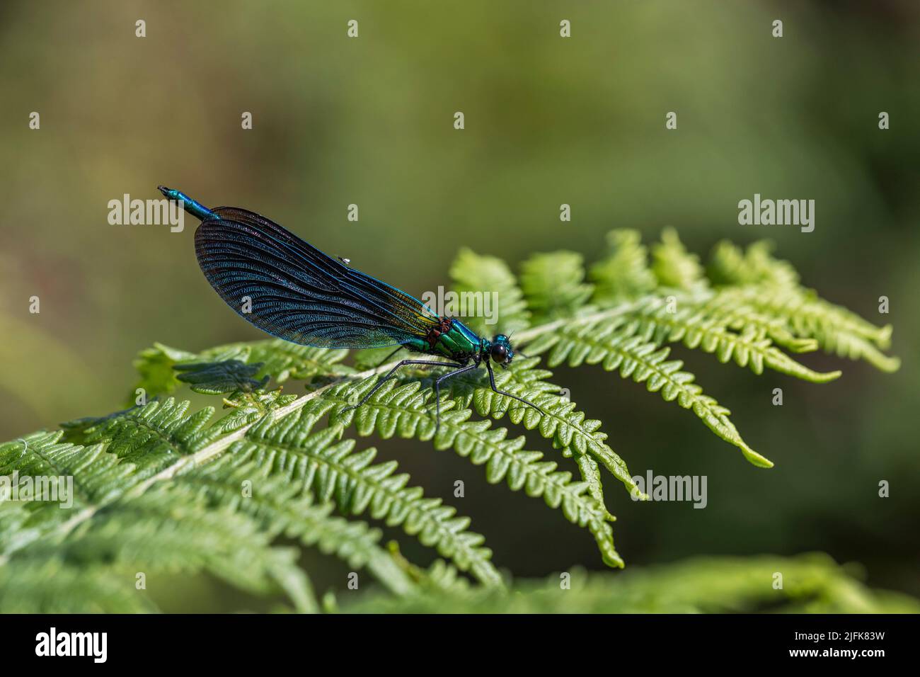 Schöne Demoiselle; Calopteryx virgo; männlich; Großbritannien Stockfoto