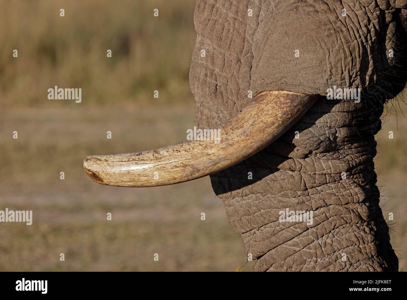 Elefantenzahn am Nxai Pan Waterhole Botswana Stockfoto