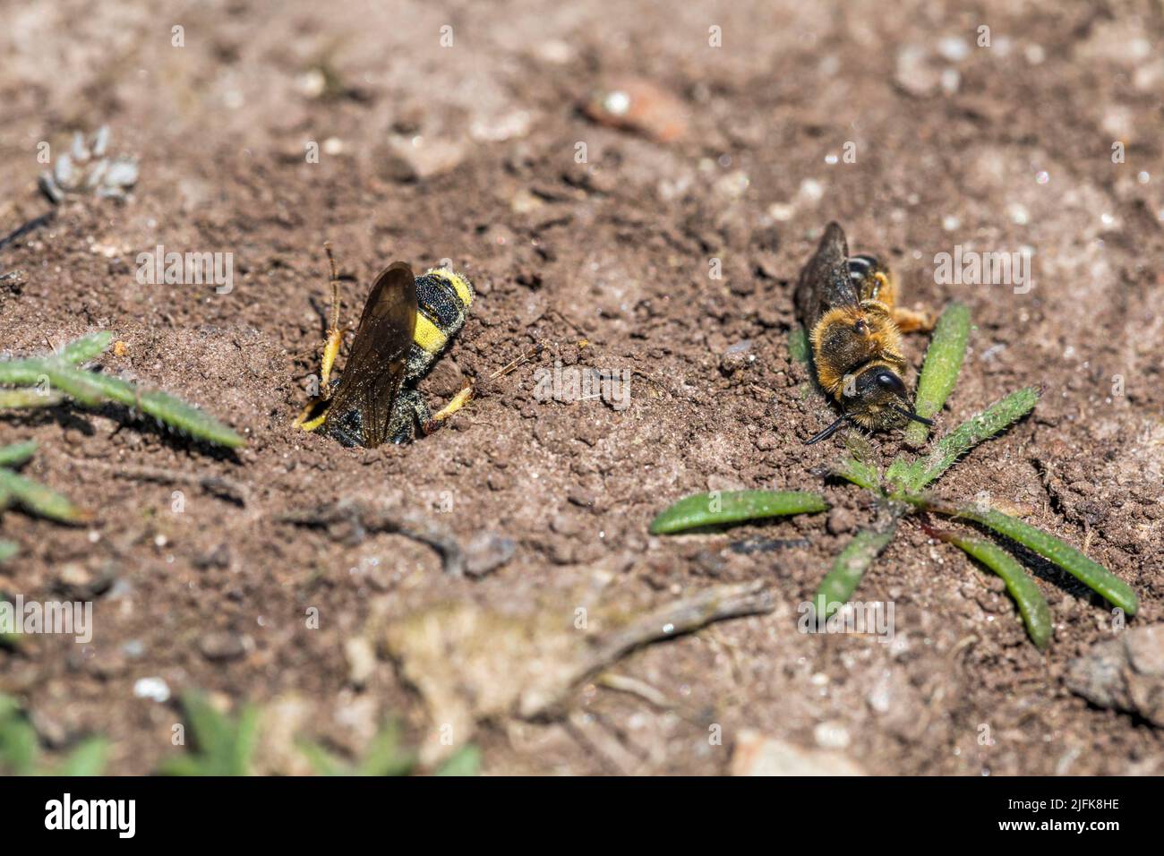 Kunstvolle Digger Wasp in Hole; Cerceris rybyensis; mit abgestorbenen Beutetieren; Großbritannien Stockfoto