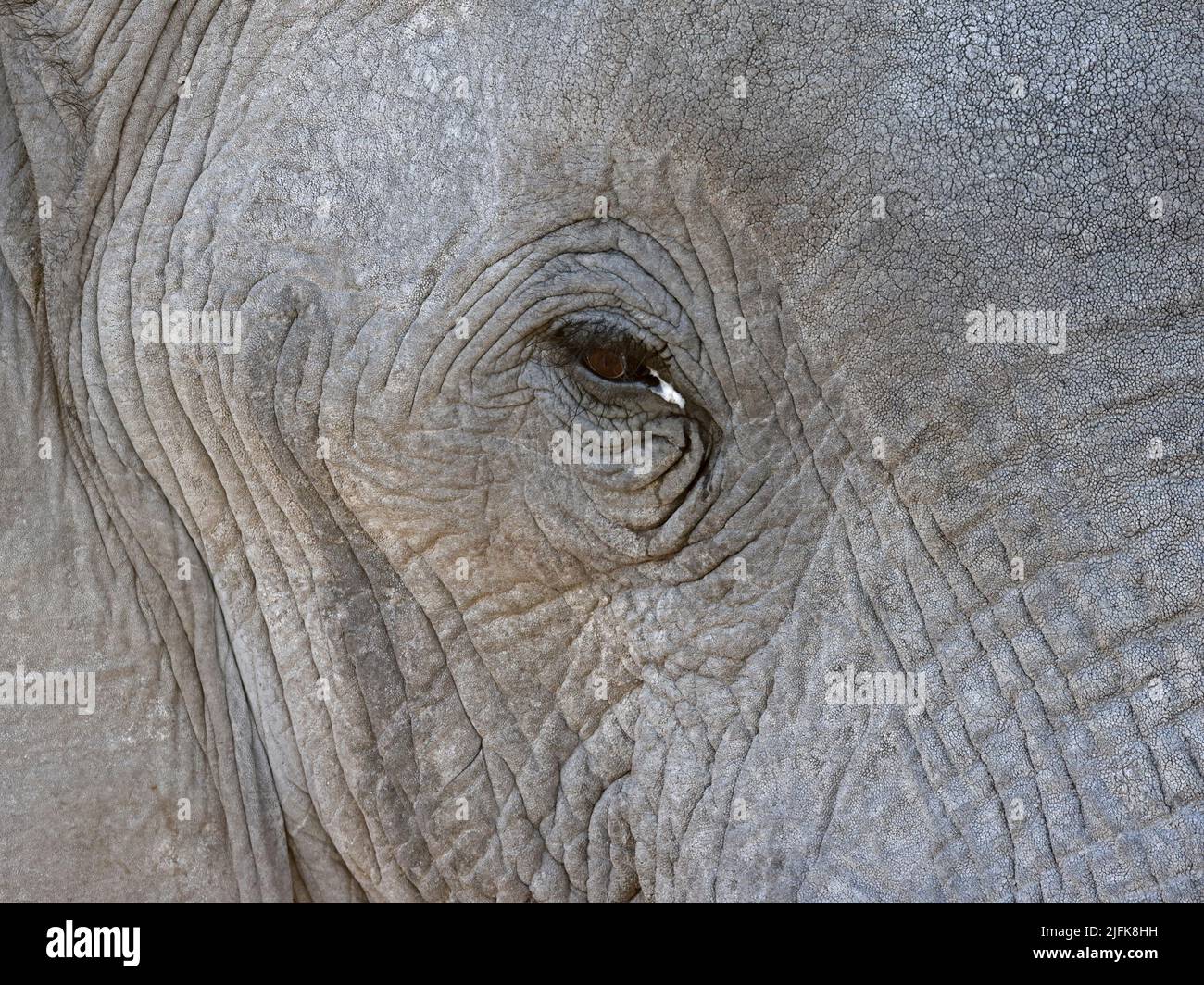 Elefantenauge am Nxai Waterhole Botswana Stockfoto