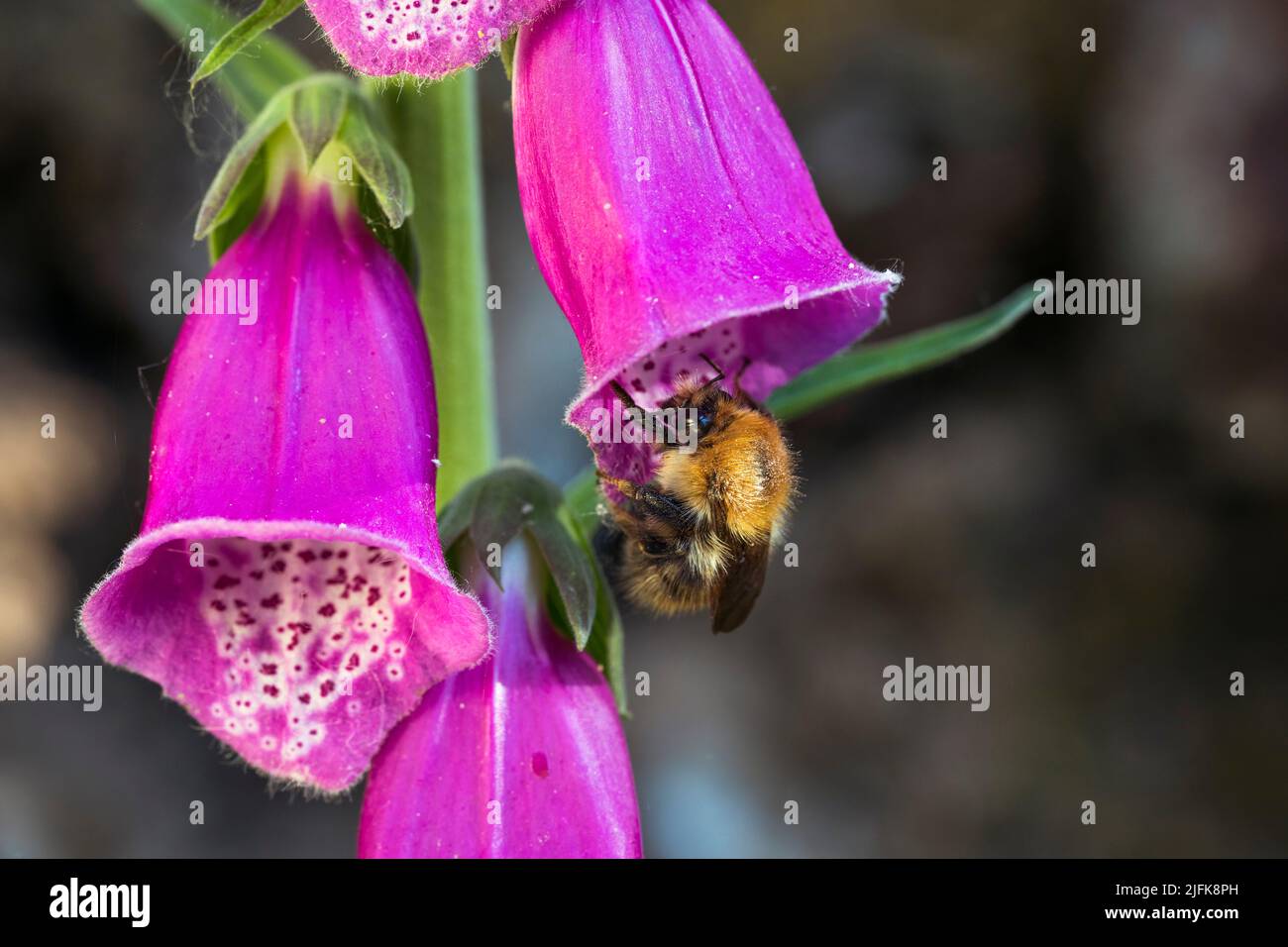 Carder Bee; Bombus pascuorum; auf Foxglove Blume; Großbritannien Stockfoto
