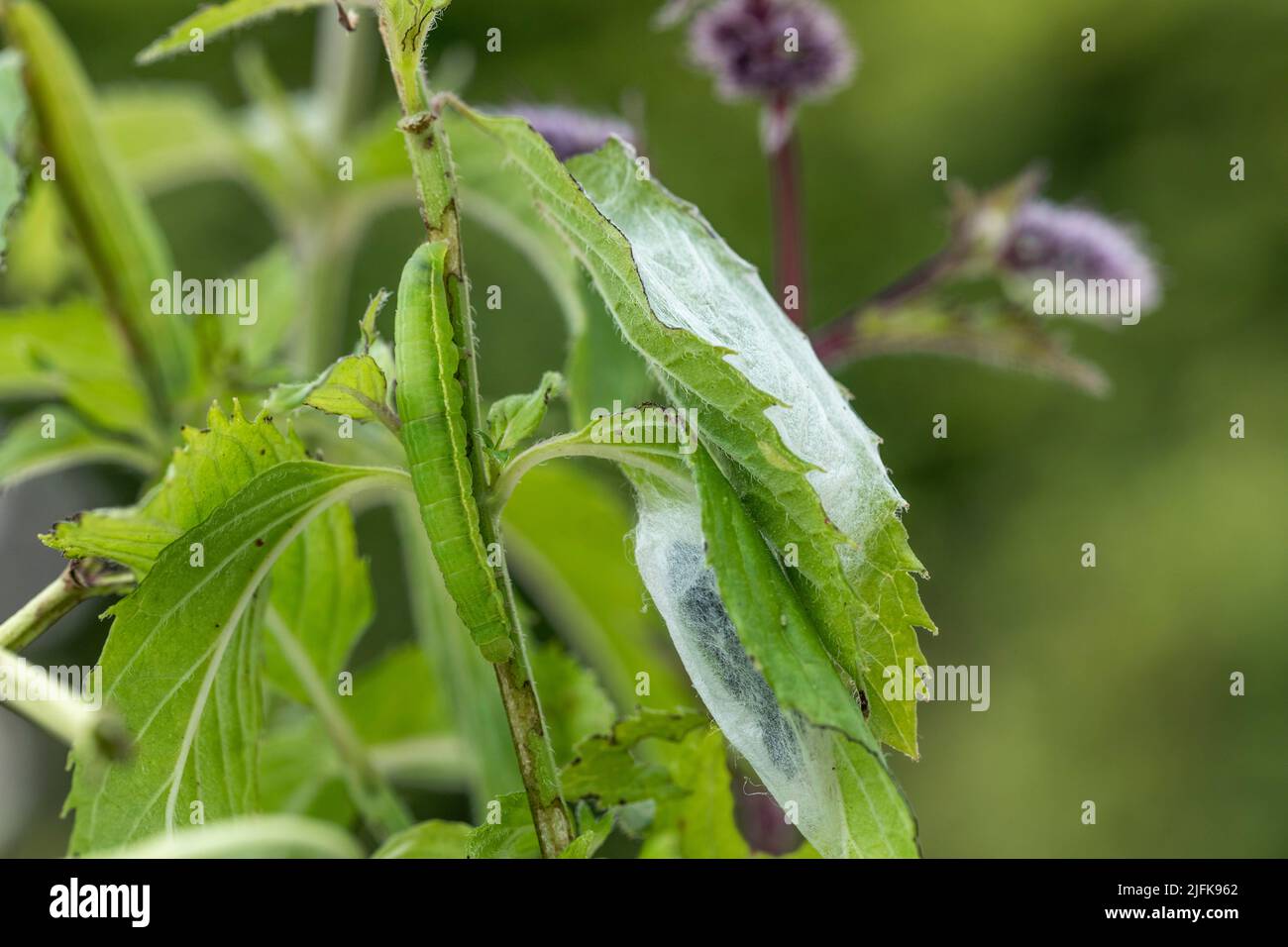 Goldfleck-Motte; Plusia festucae; Chrysalis und Larve; Sommer; Großbritannien Stockfoto