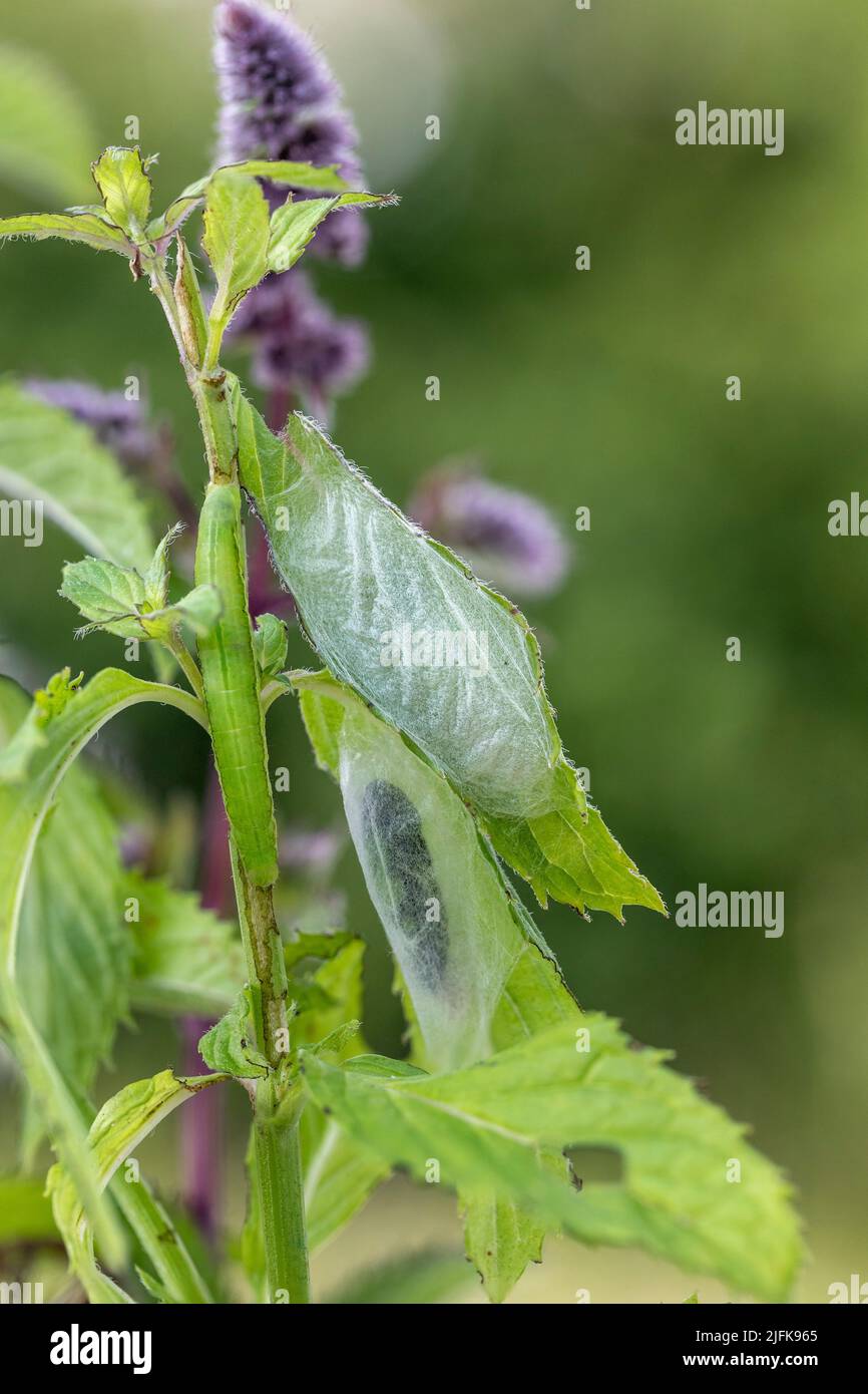 Goldfleck-Motte; Plusia festucae; Larve und Chrysalis; Sommer; Großbritannien Stockfoto