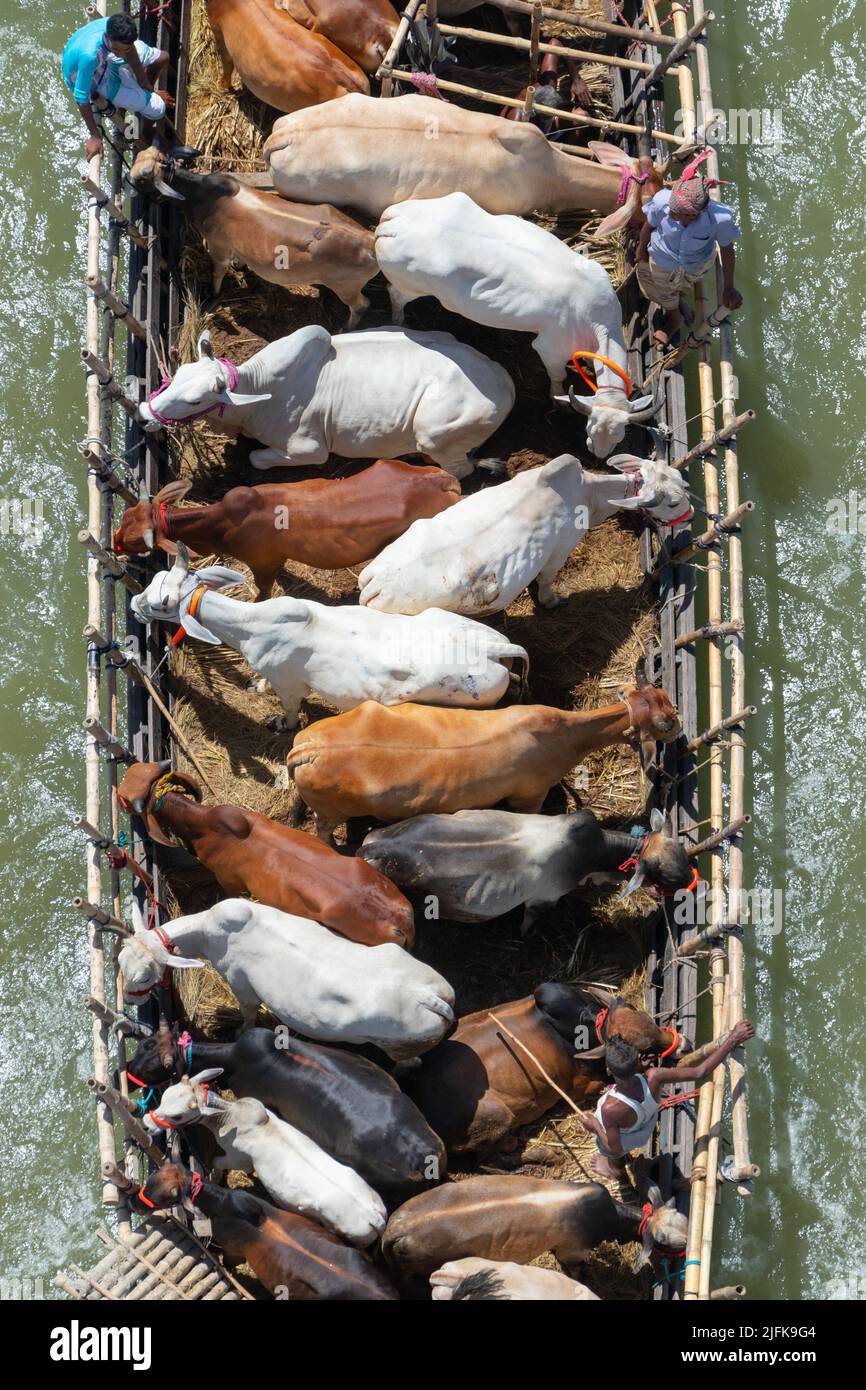 Munshiganj, Dhaka, Bangladesch. 4. Juli 2022, Munshiganj, Dhaka, Bangladesch: Die Verkäufer transportieren Dutzende von Rindern in schmale Boote mit Dutzenden von Menschen, während sie auf einem Markt in Munshiganj, Bangladesch, vor dem Eid-ul-Azha, dem Opferfest, einem der größten Feste der Muslime, zum Verkauf gebracht werden. Mehr als eine Million Rinder fahren fast 200 Meilen auf den kleinen Booten, begleitet von menschlichen Passagieren, von denen viele auf dem Weg zum Markt am Heck und am Heck des Schiffes sitzen. Kredit: ZUMA Press, Inc./Alamy Live Nachrichten Stockfoto