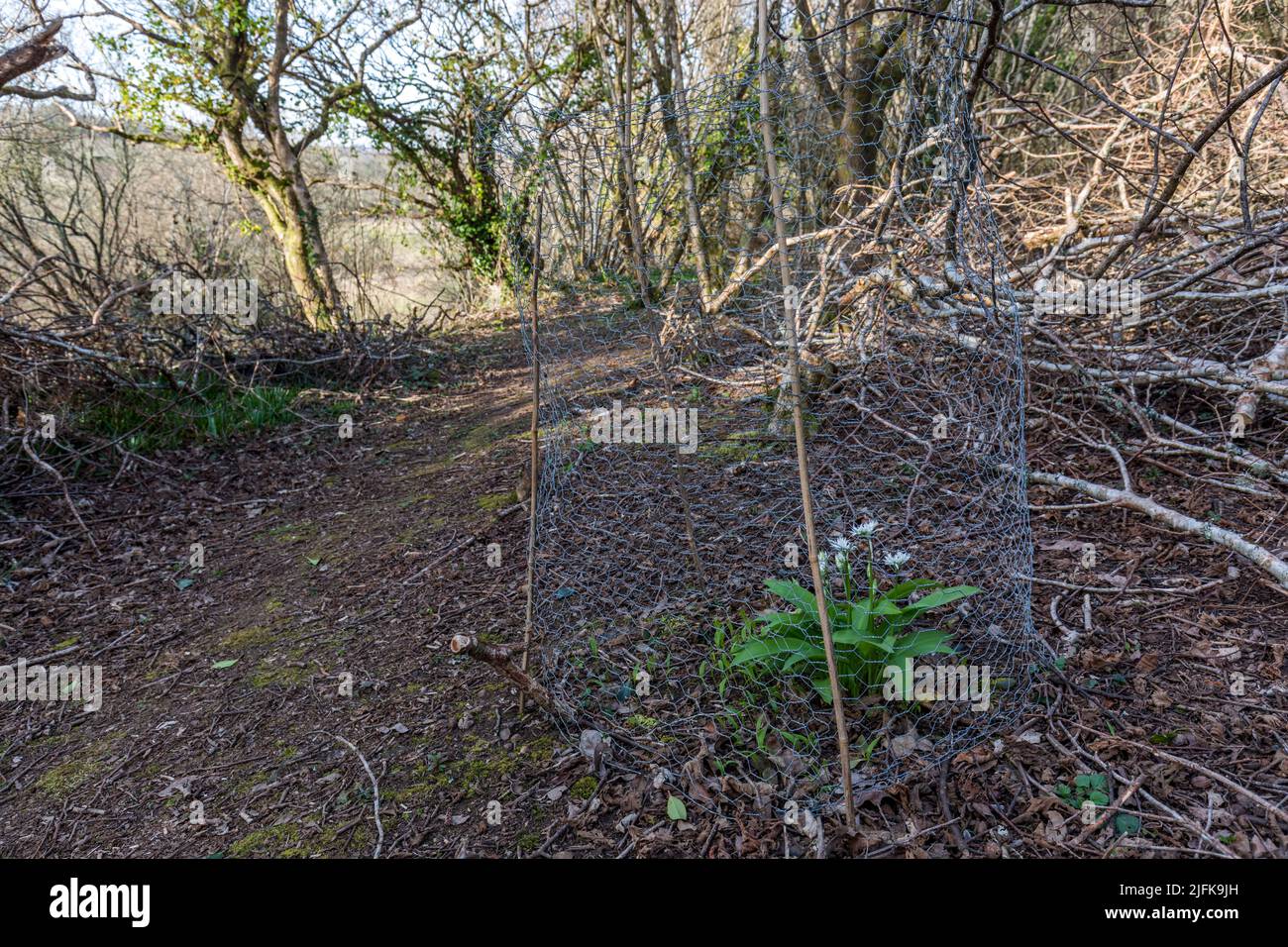Ramsons; Allium ursinum; Kaninchen eingezäunt; Großbritannien Stockfoto