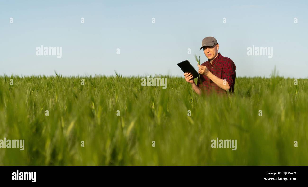 Farmer mit digitalem Tablet auf einem Roggenfeld. Intelligente Landwirtschaft und digitale Transformation in der Landwirtschaft. Stockfoto
