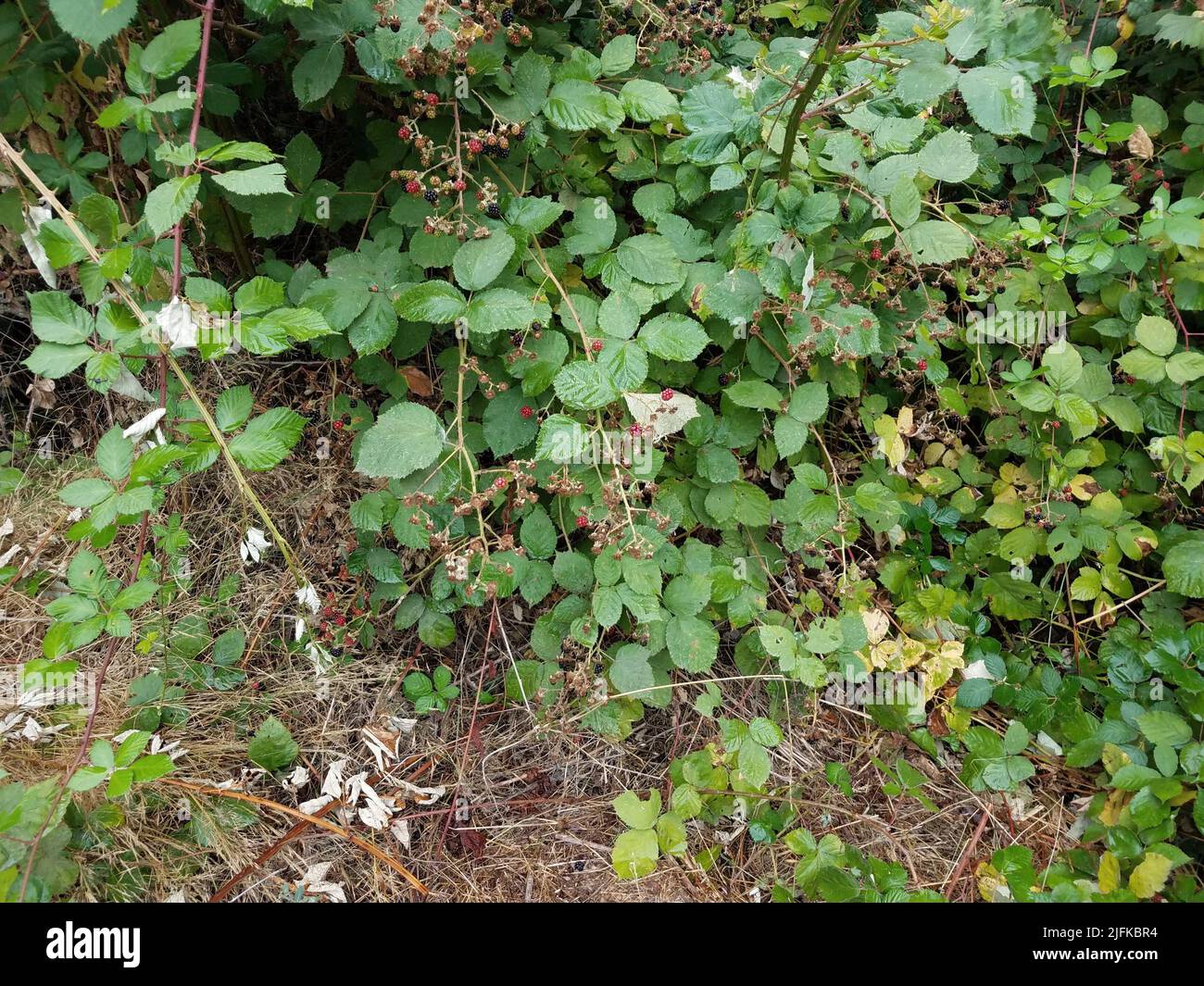 blackberry-Reben mit grünen Blättern und braunem Gras. Stockfoto