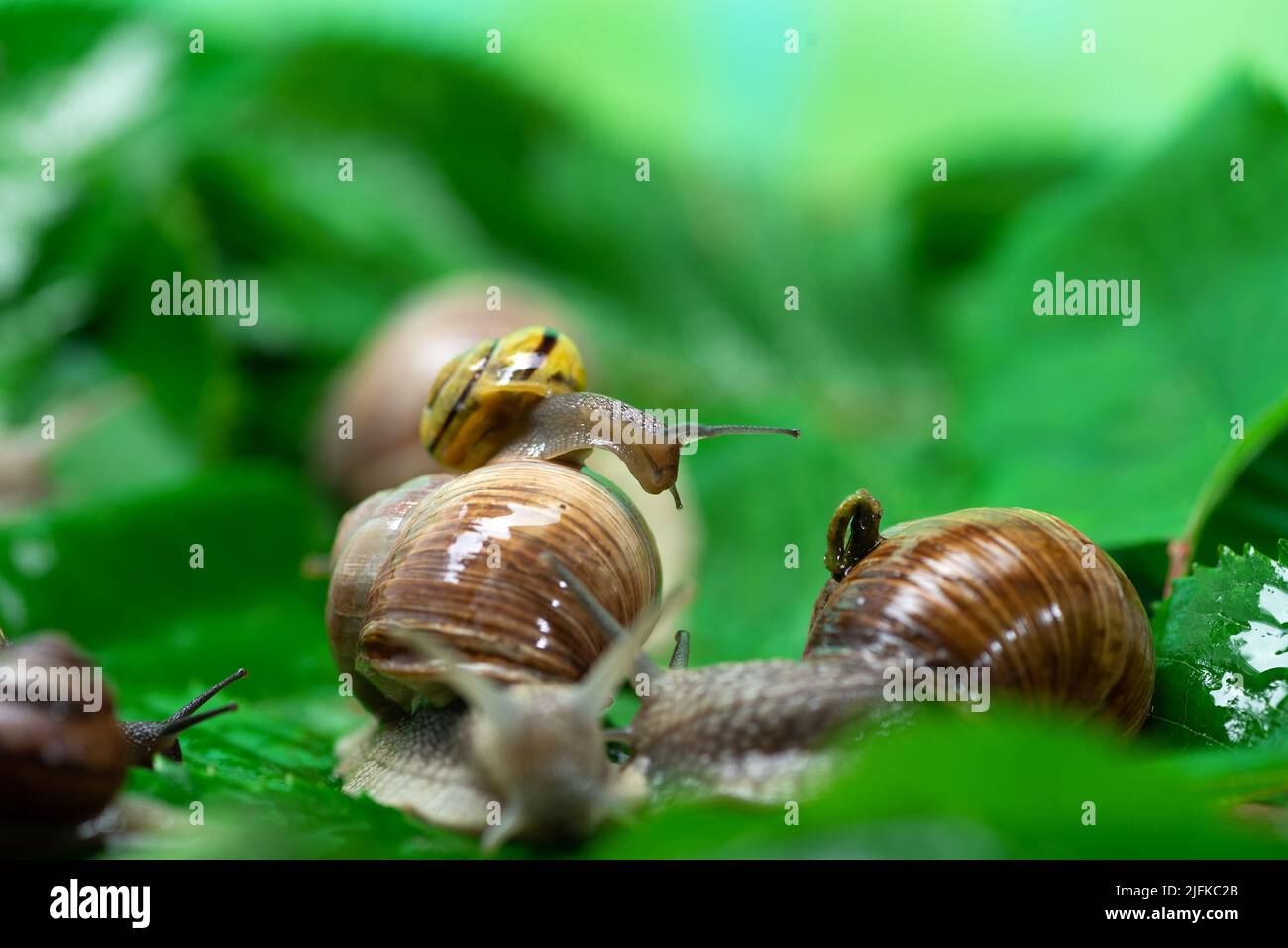Viele Schnecken kriechen aus nächster Nähe auf grünen Blättern. Die Verwendung von Schneckenschleim in der Kosmetologie. Hautpflege- und Schönheitskonzept. Stockfoto