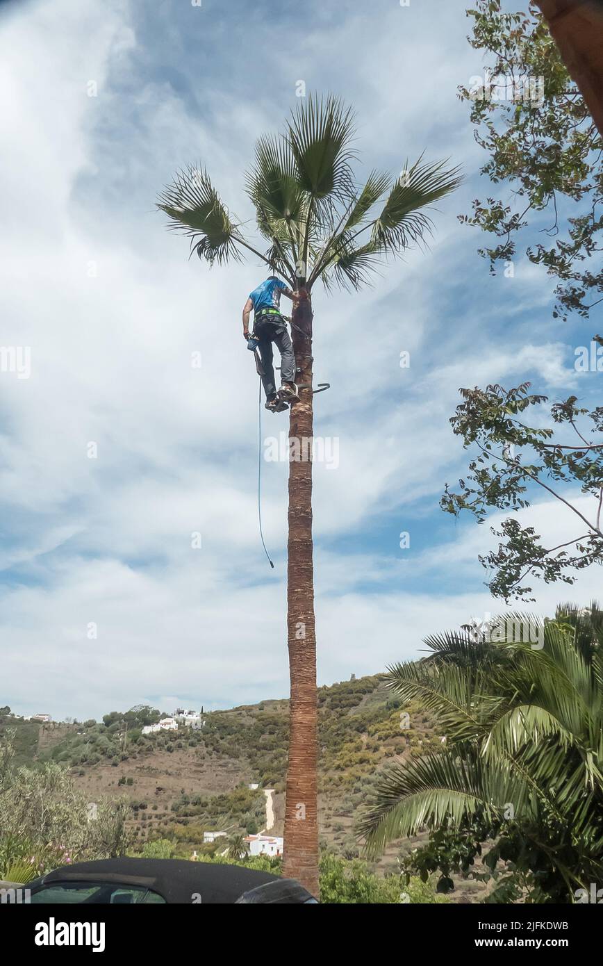 Palmenpflege Stockfoto