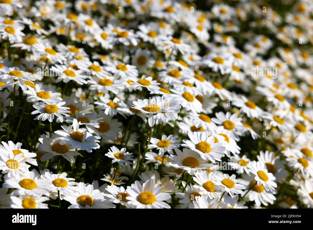 Vollformat-Daisy- oder Kamillenfoto. Frühling Blüte Hintergrund Foto. Natur- oder Umweltkonzept. Stockfoto