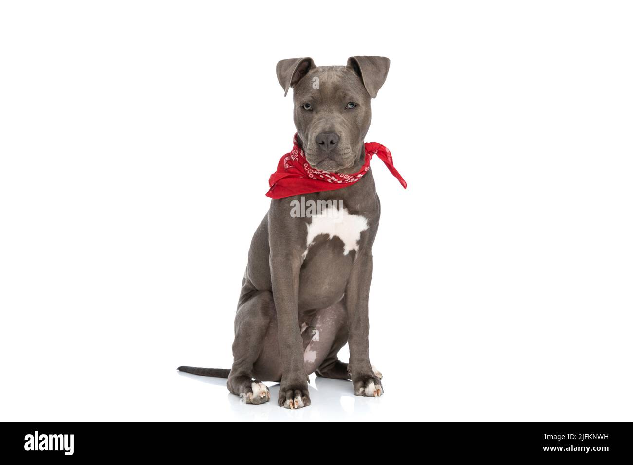 Schöne amerikanische staffordshire Terrier Hund mit roten Bandana um den Hals sitzt vor weißem Hintergrund im Studio Stockfoto