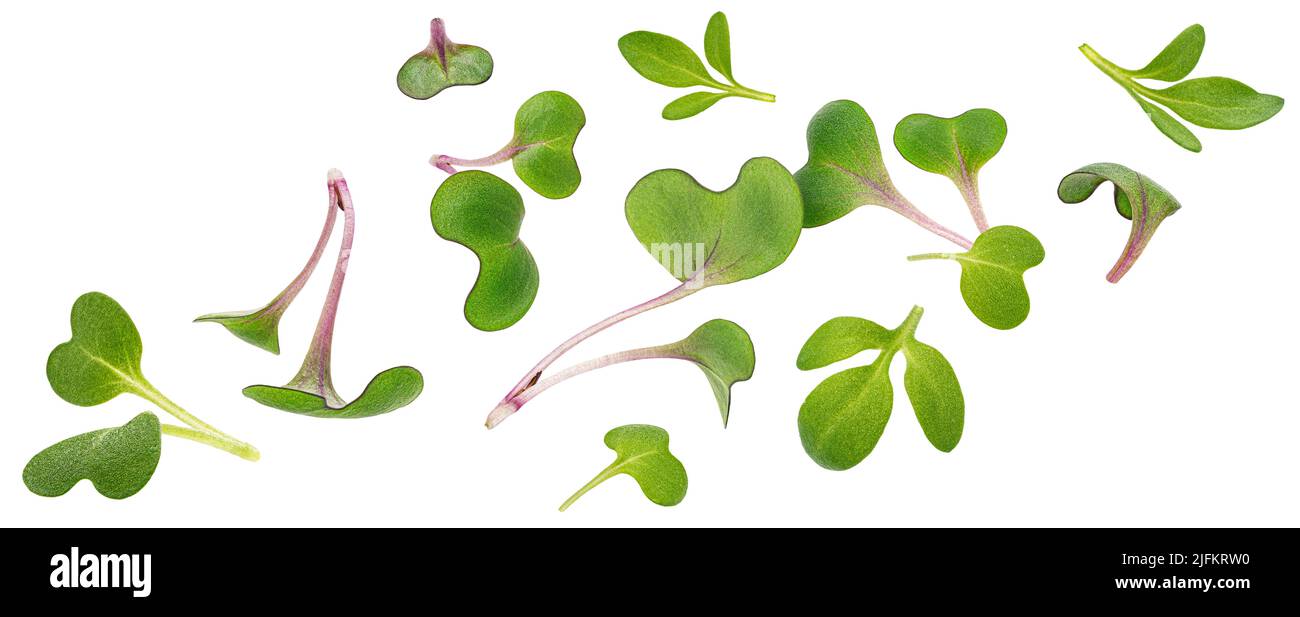 Microgreen Blätter isoliert auf weißem Hintergrund Stockfoto