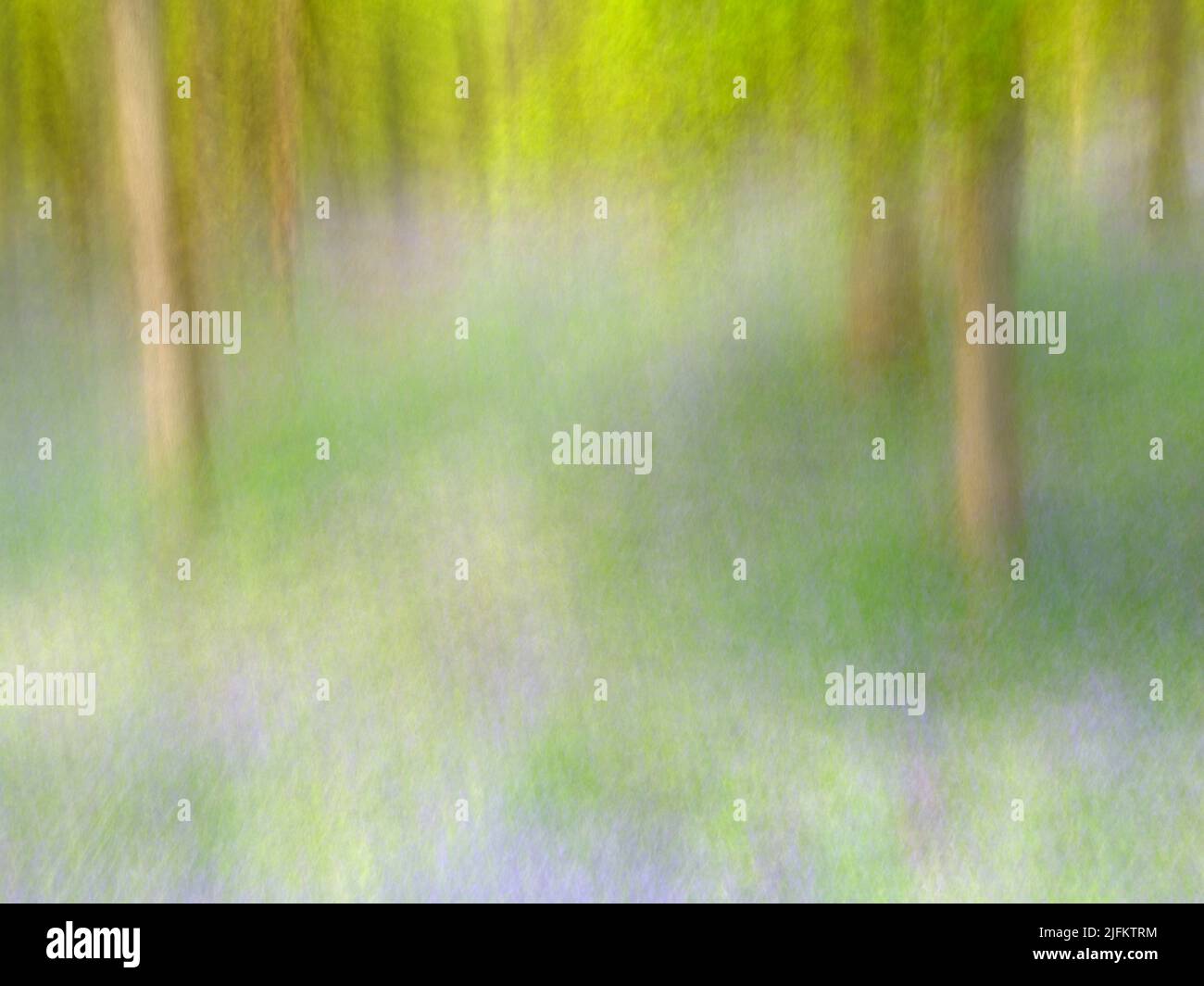 Kinclaven Bluebell Woods ICM Stockfoto