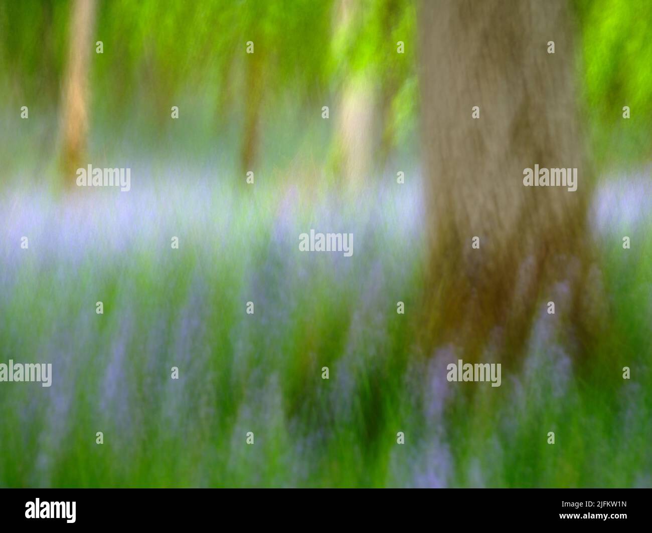 Kinclaven Bluebell Woods ICM Stockfoto