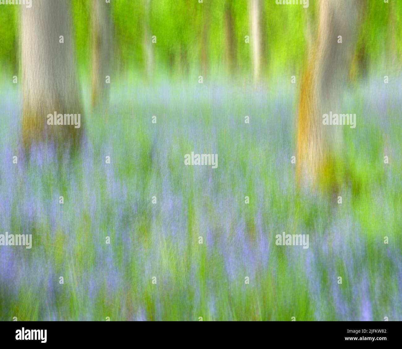 Kinclaven Bluebell Woods ICM Stockfoto